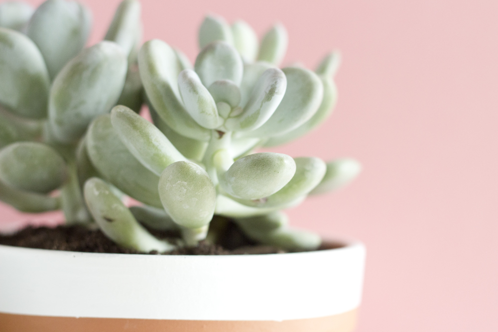 DIY pots succulente pastel - www.paperboat.fr