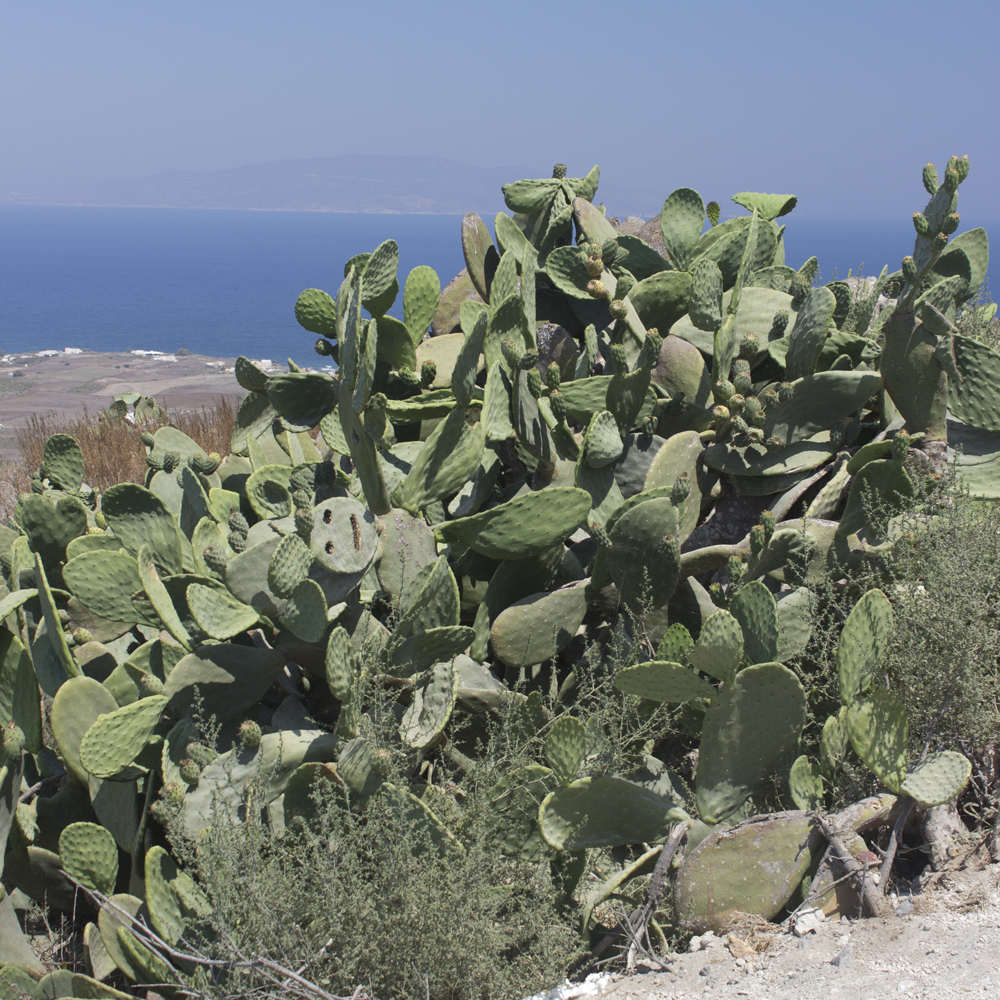 Caldeira - Santorin - Paperboat.fr