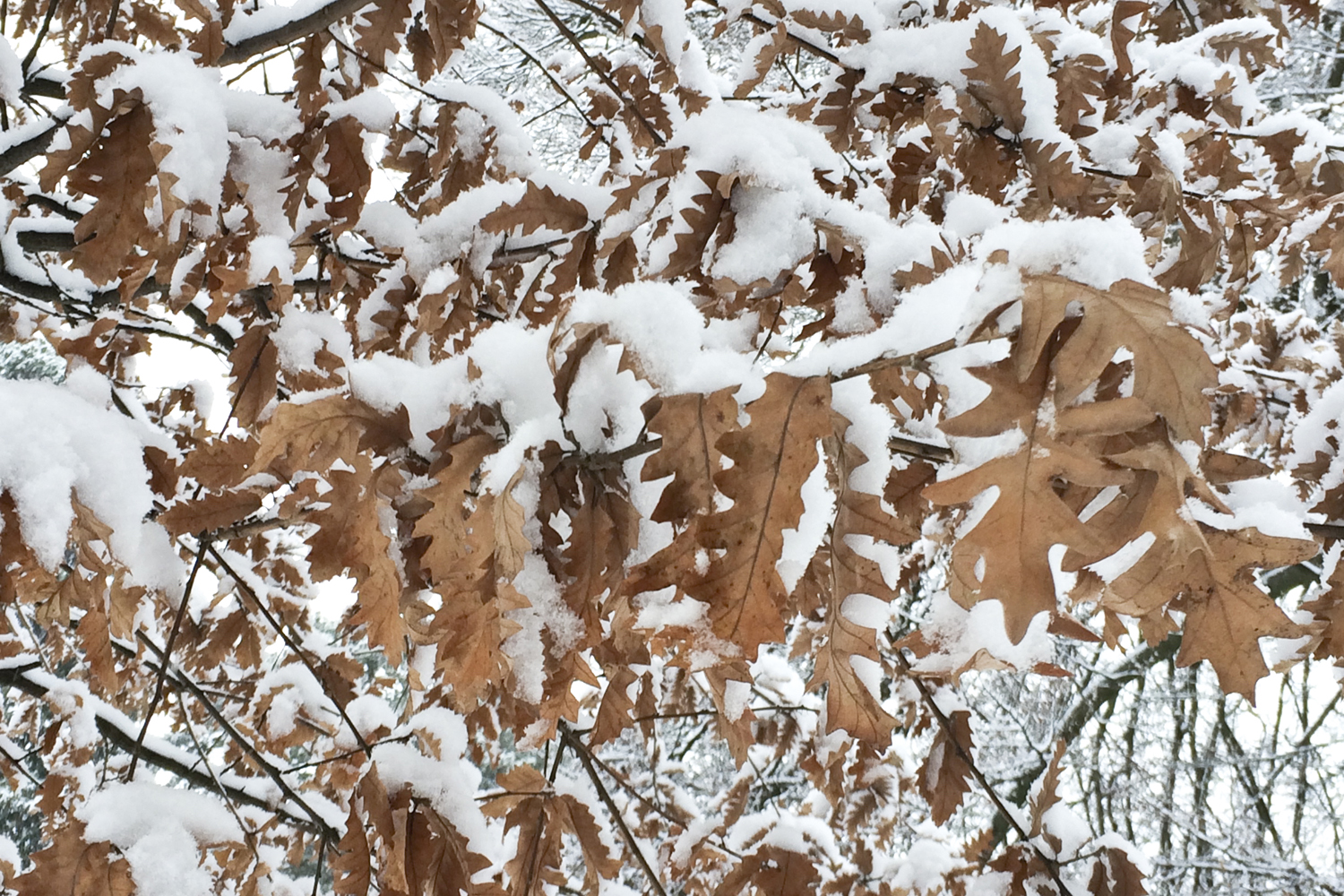 Annecy sous la neige hiver 2016 - www.paperboat.fr