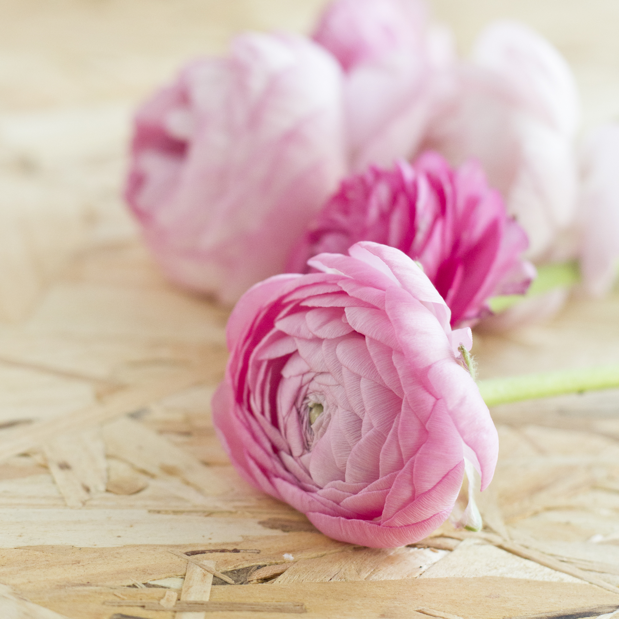 Bloom's - Livraison de fleurs pour le printemps - www.paperboat.fr