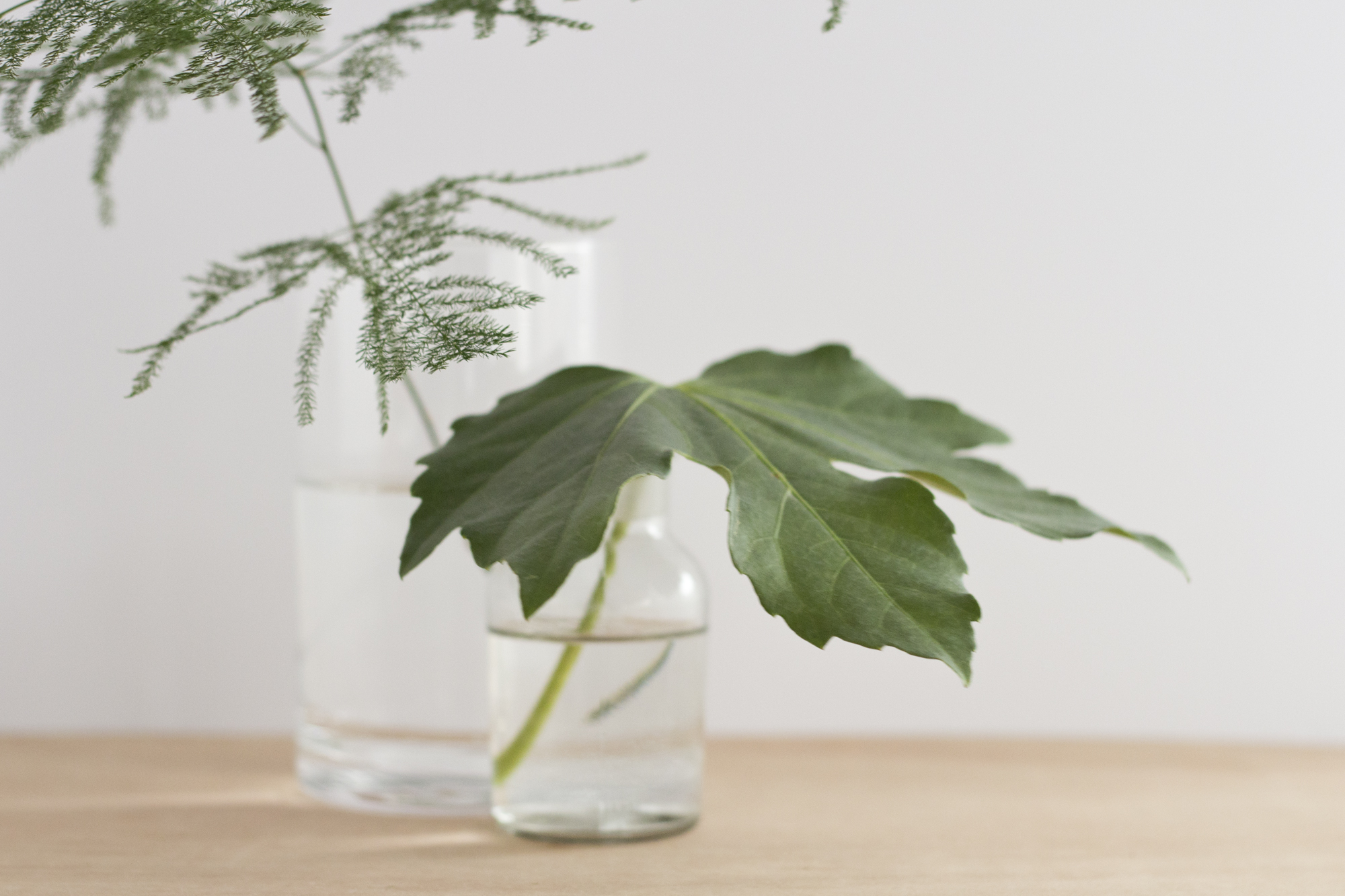 Mon jardin d'intérieur - www.paperboat.fr
