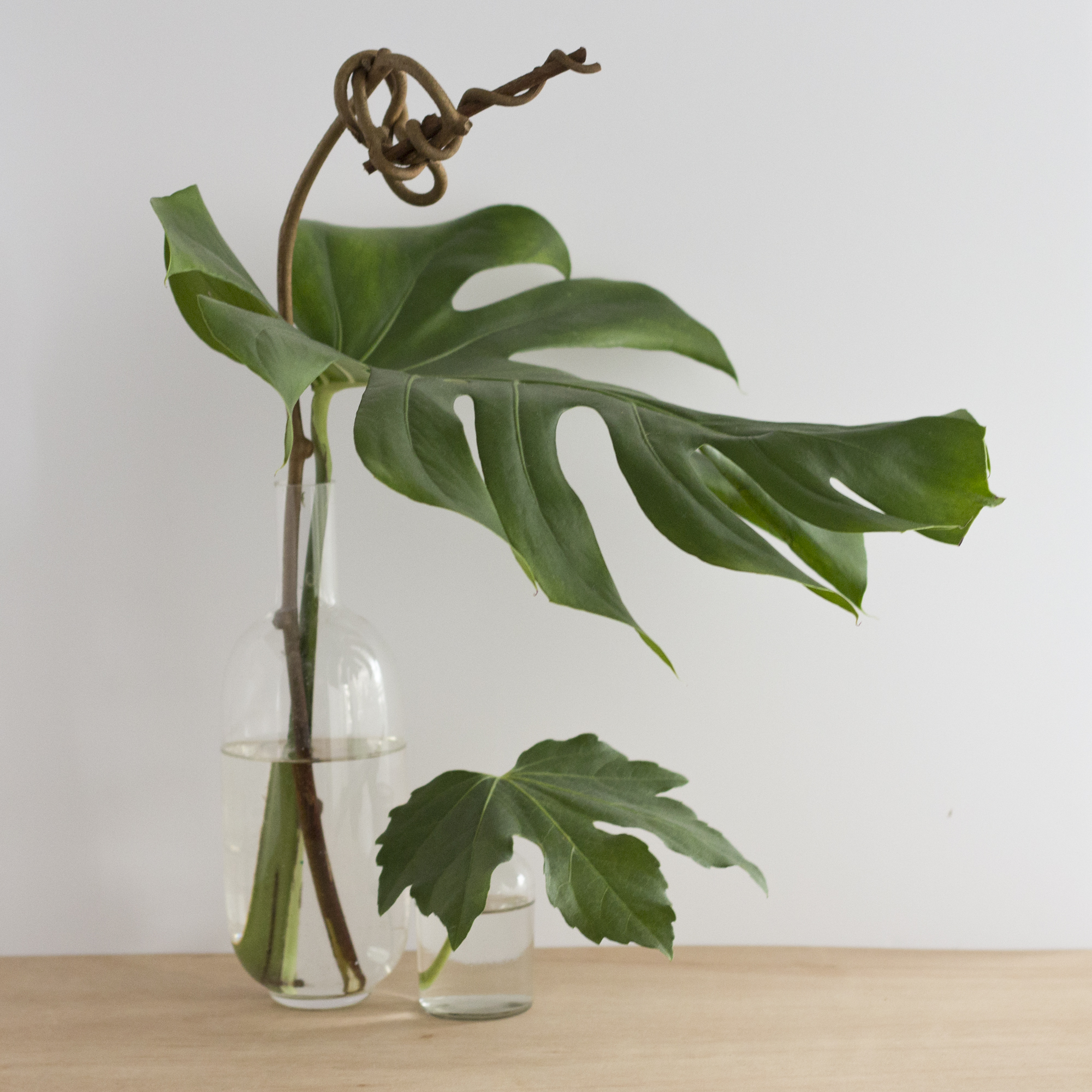 Mon jardin d'intérieur - www.paperboat.fr