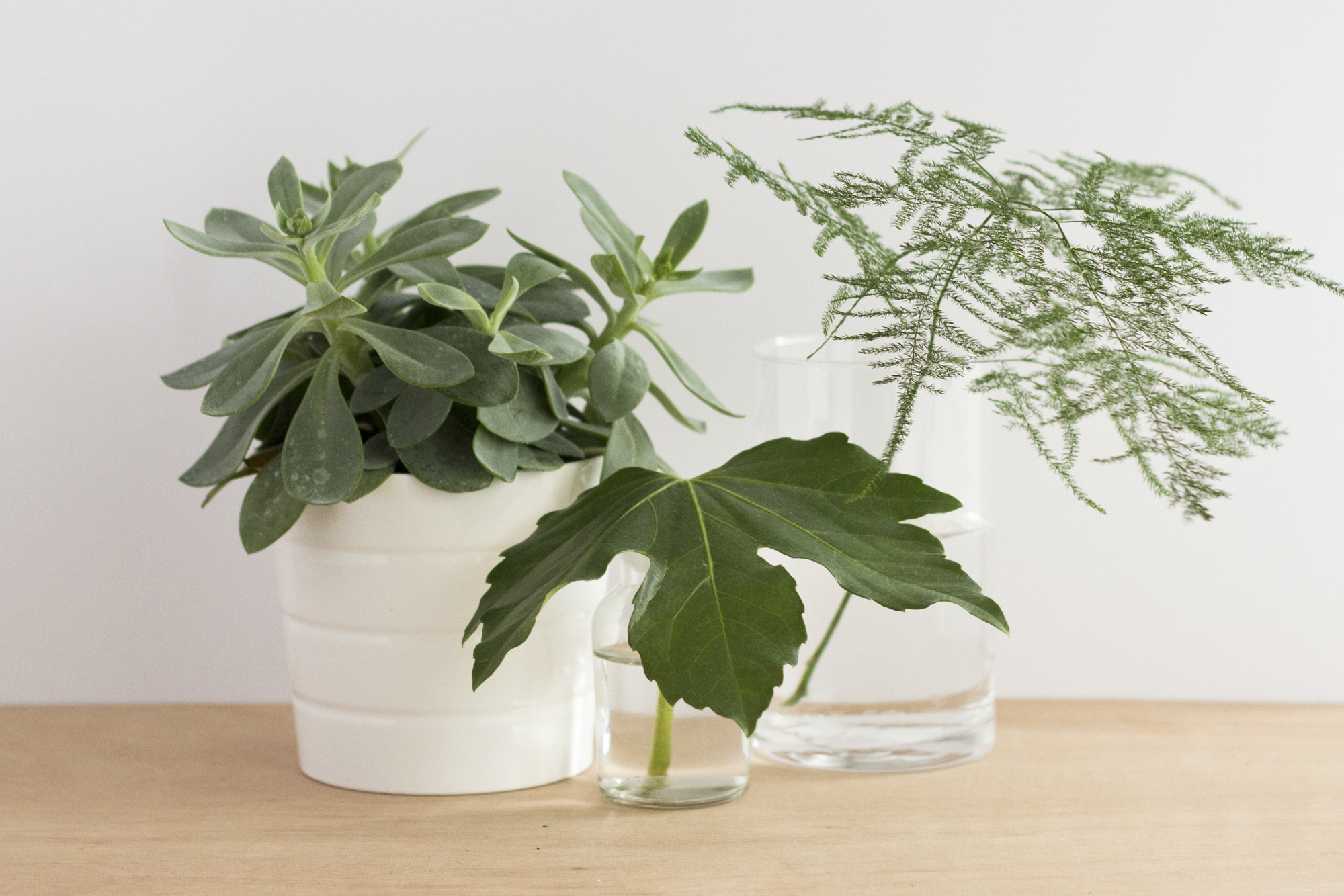 Mon jardin d'intérieur - www.paperboat.fr