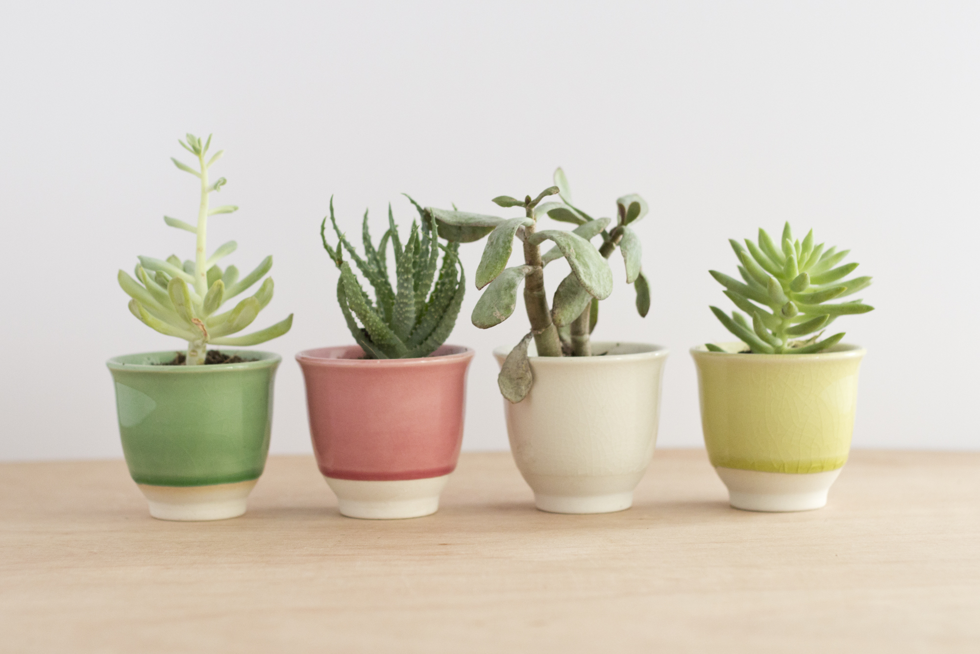 Mon jardin d'intérieur - www.paperboat.fr