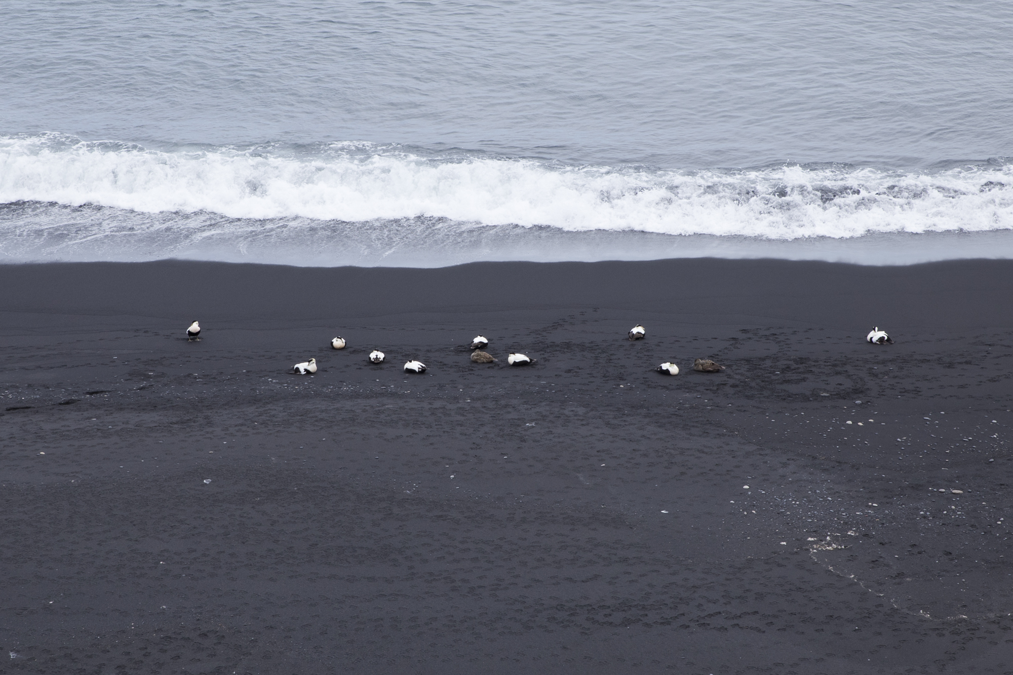 Road Trip Islande - Dyrholaey - www.paperboat.fr