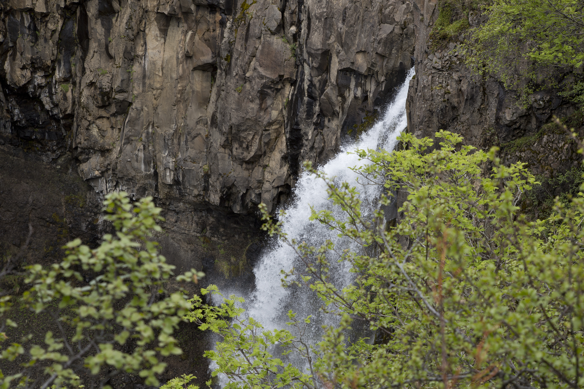 Svartifoss_02