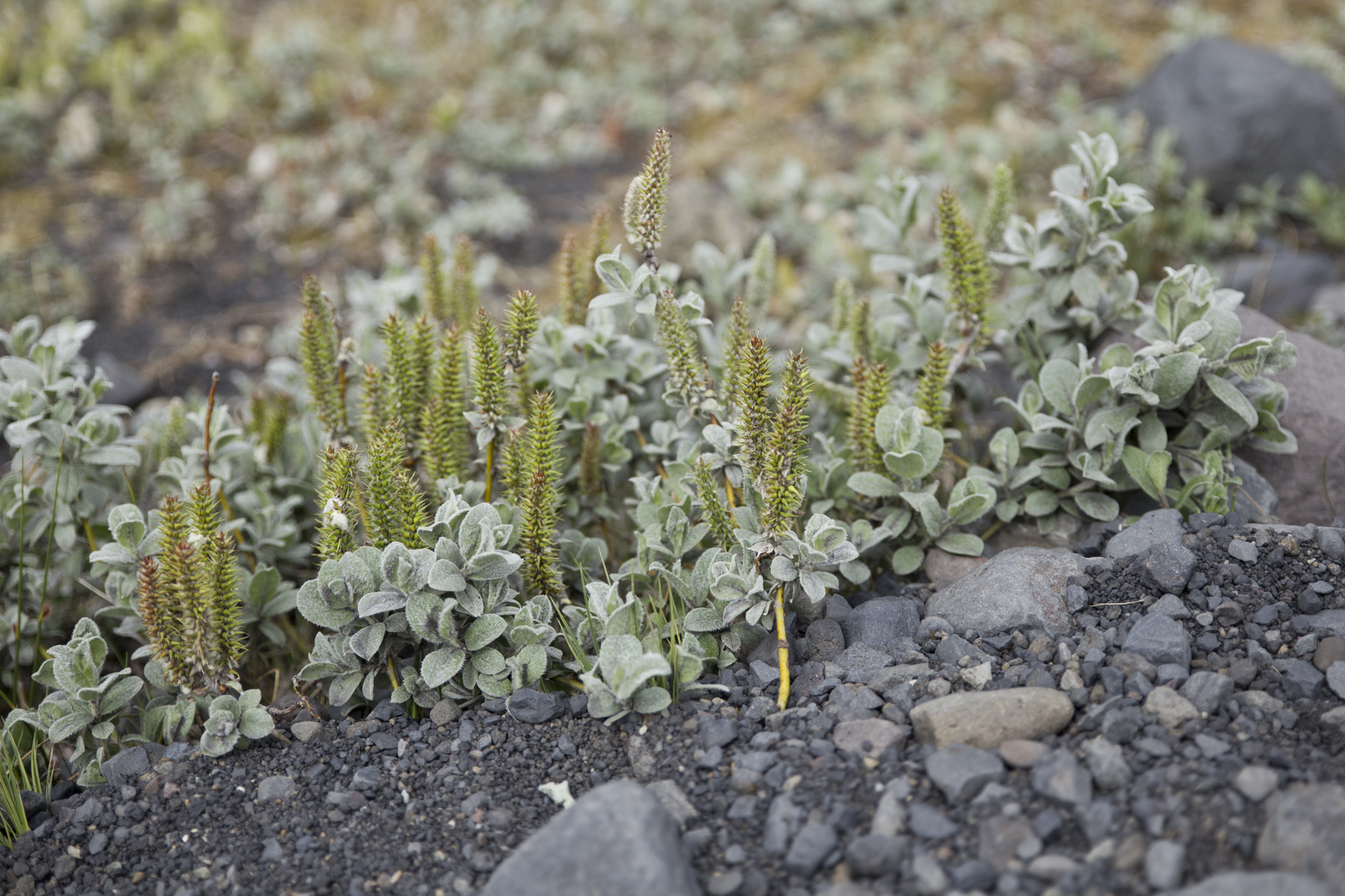Road Trip Islande - Sólheimajökull - www.paperboat.fr