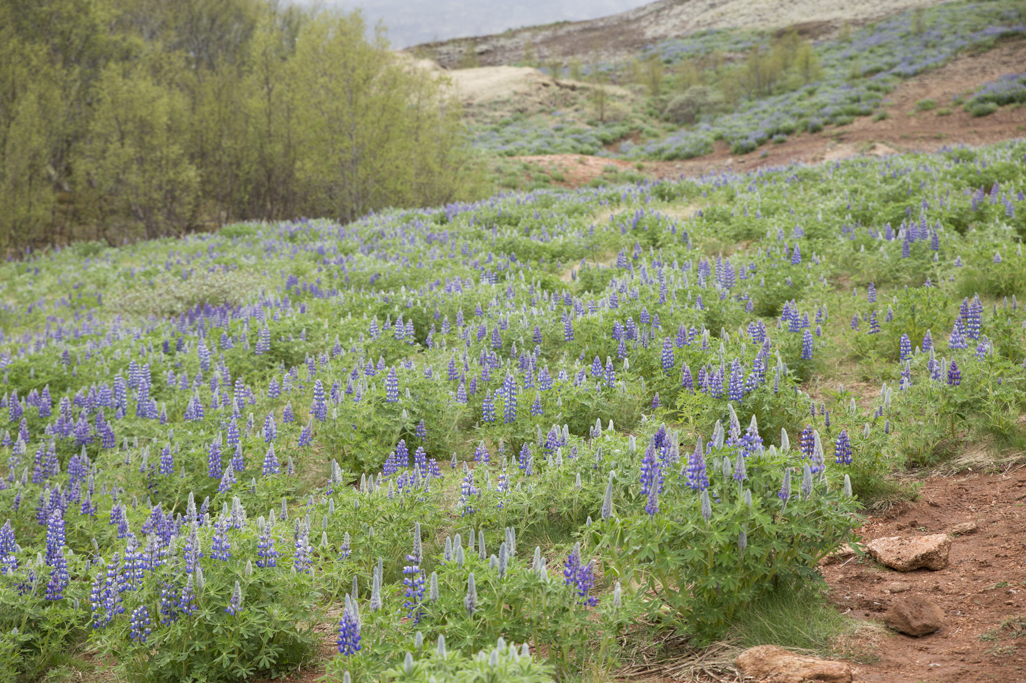 Road Trip Islande- Geysir - www.paperboat.fr