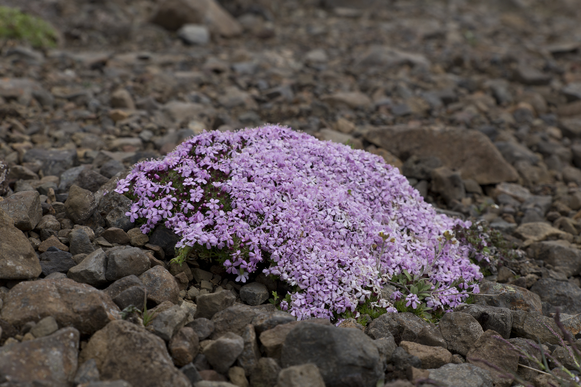 Road Trip Islande - Sjonarsker - www.paperboat.fr
