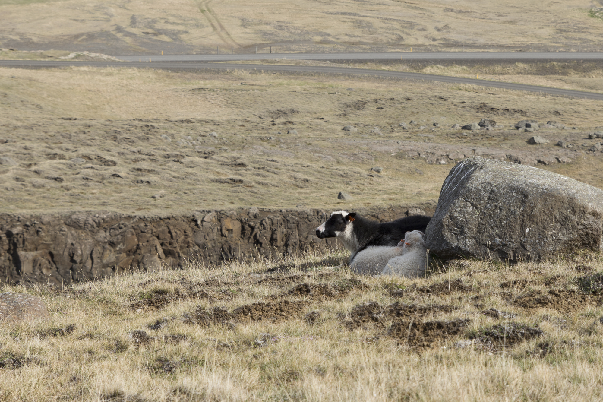 Road Trip Islande - Hengifoss - www.paperboat.fr