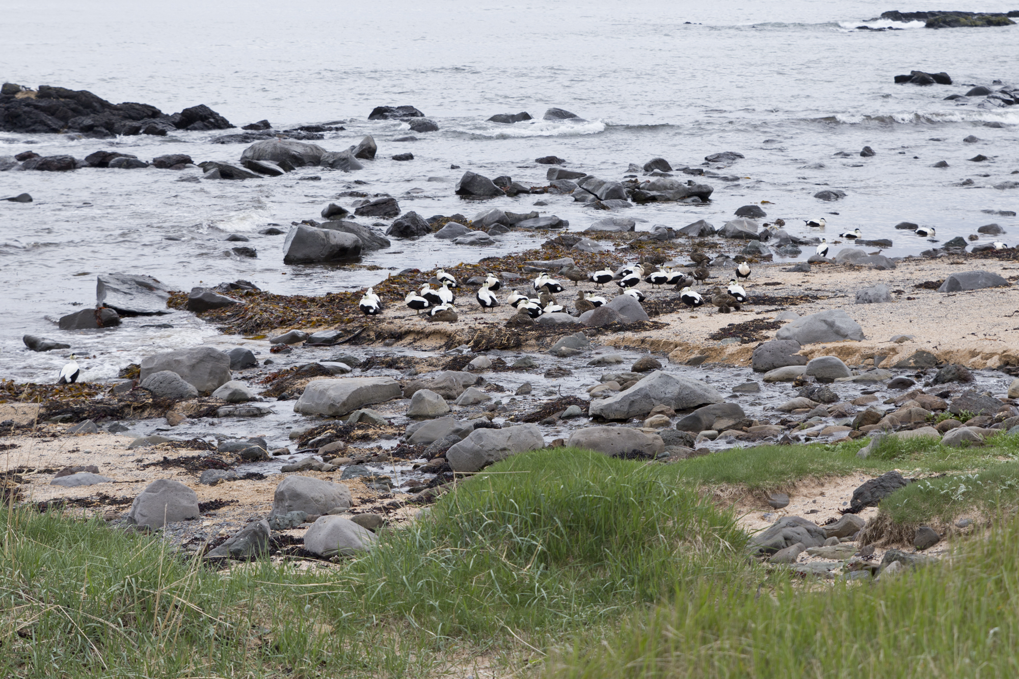 Road Trip Islande - ytri_tunga - www.paperboat.fr