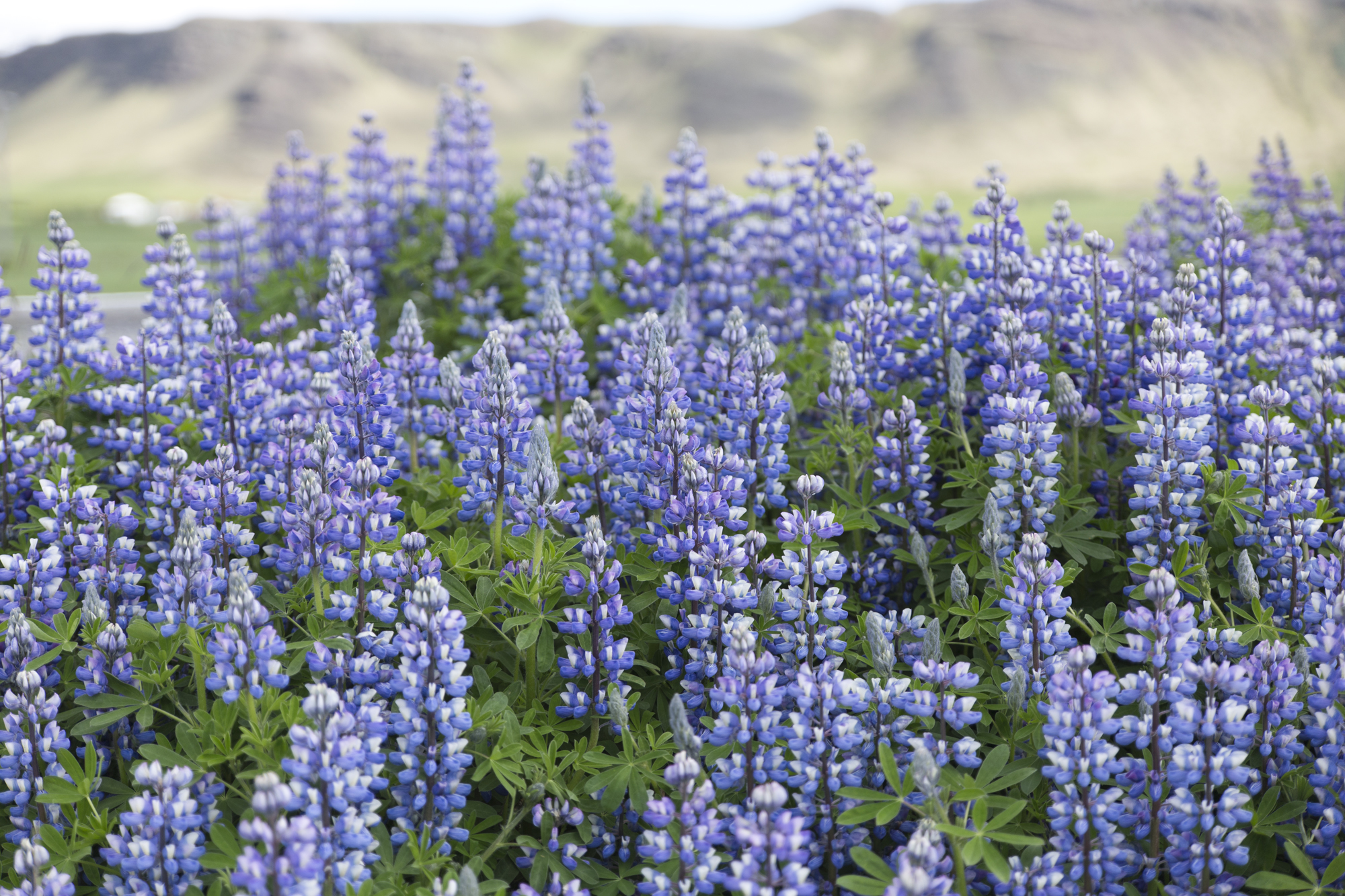 Road Trip Islande - Hvalfjodur - www.paperboat.fr