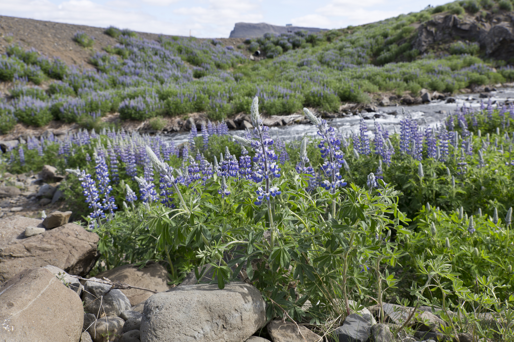 Road Trip Islande - Hvalfjodur - www.paperboat.fr