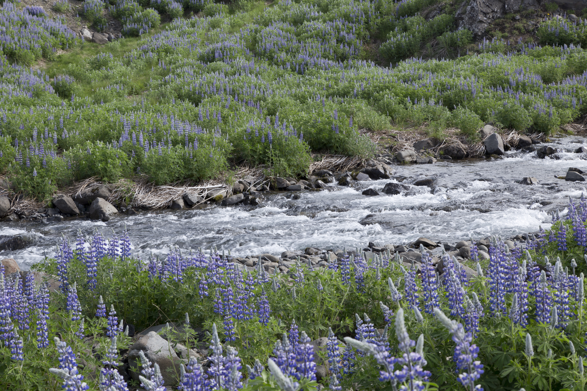 Road Trip Islande - Hvalfjodur - www.paperboat.fr