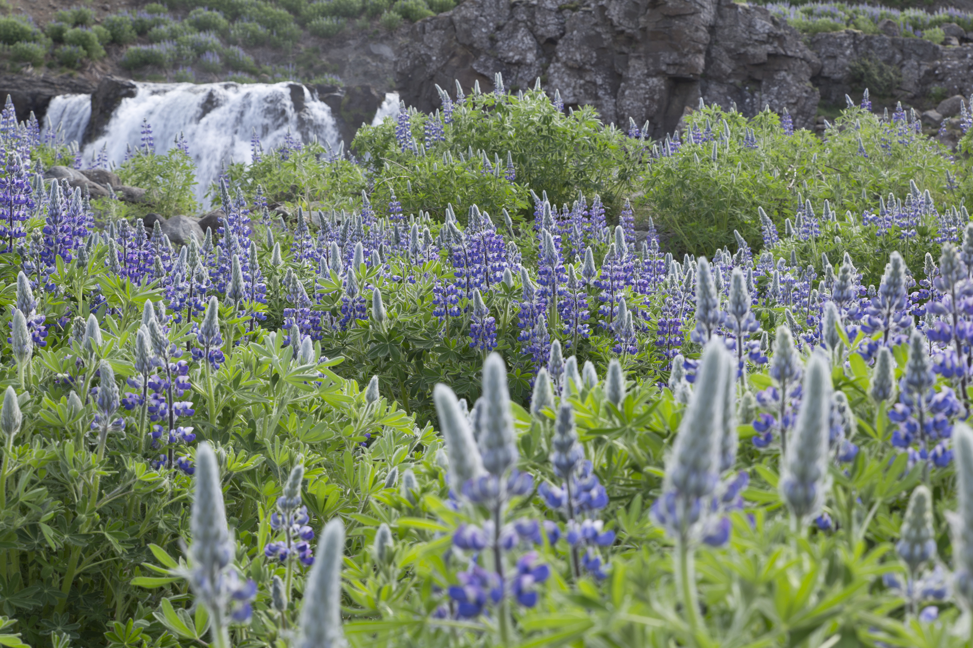 Road Trip Islande - Hvalfjodur - www.paperboat.fr