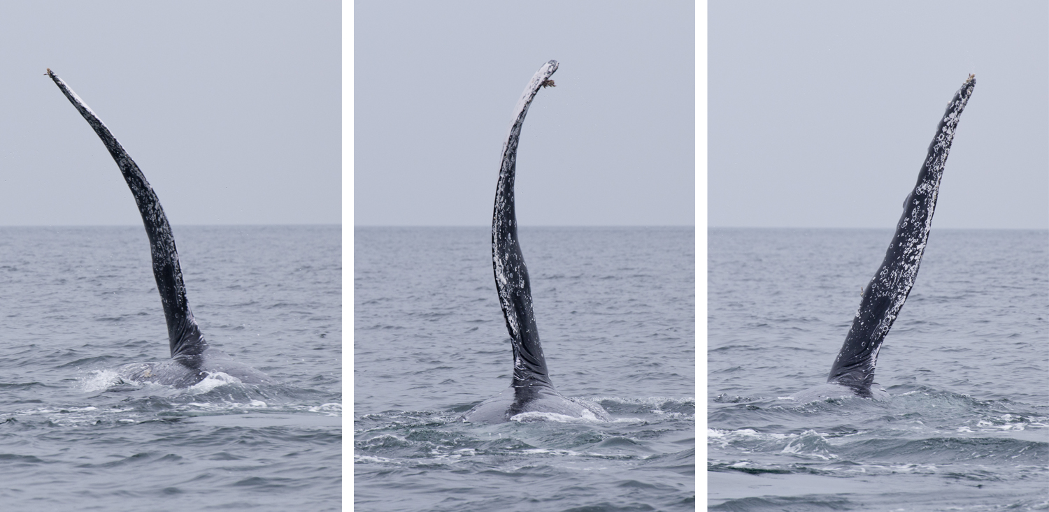 Gabon - Baie Port-Gentil - Baleines - www.paperboat.fr
