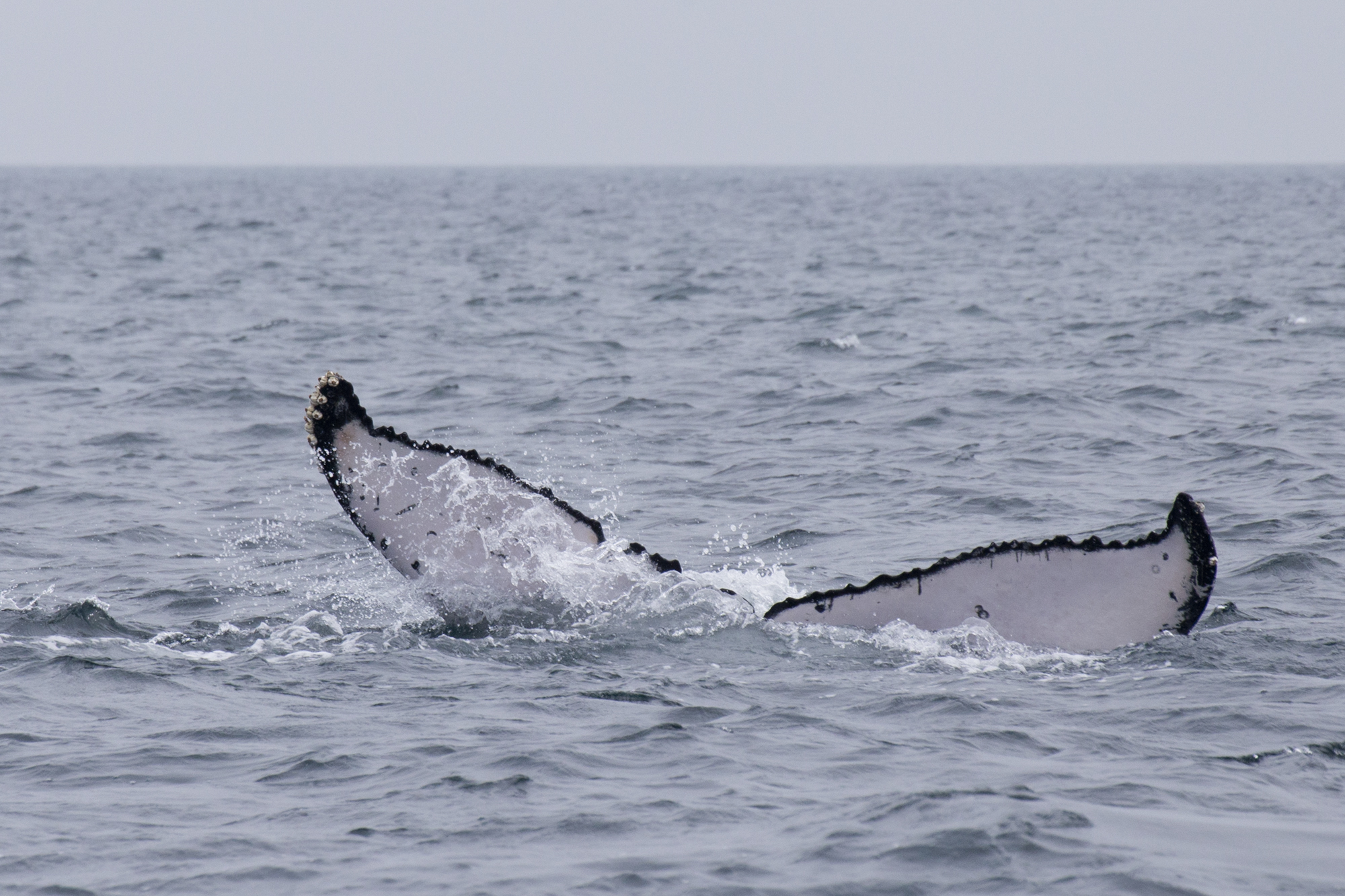 Gabon - Baie Port-Gentil - Baleines - www.paperboat.fr