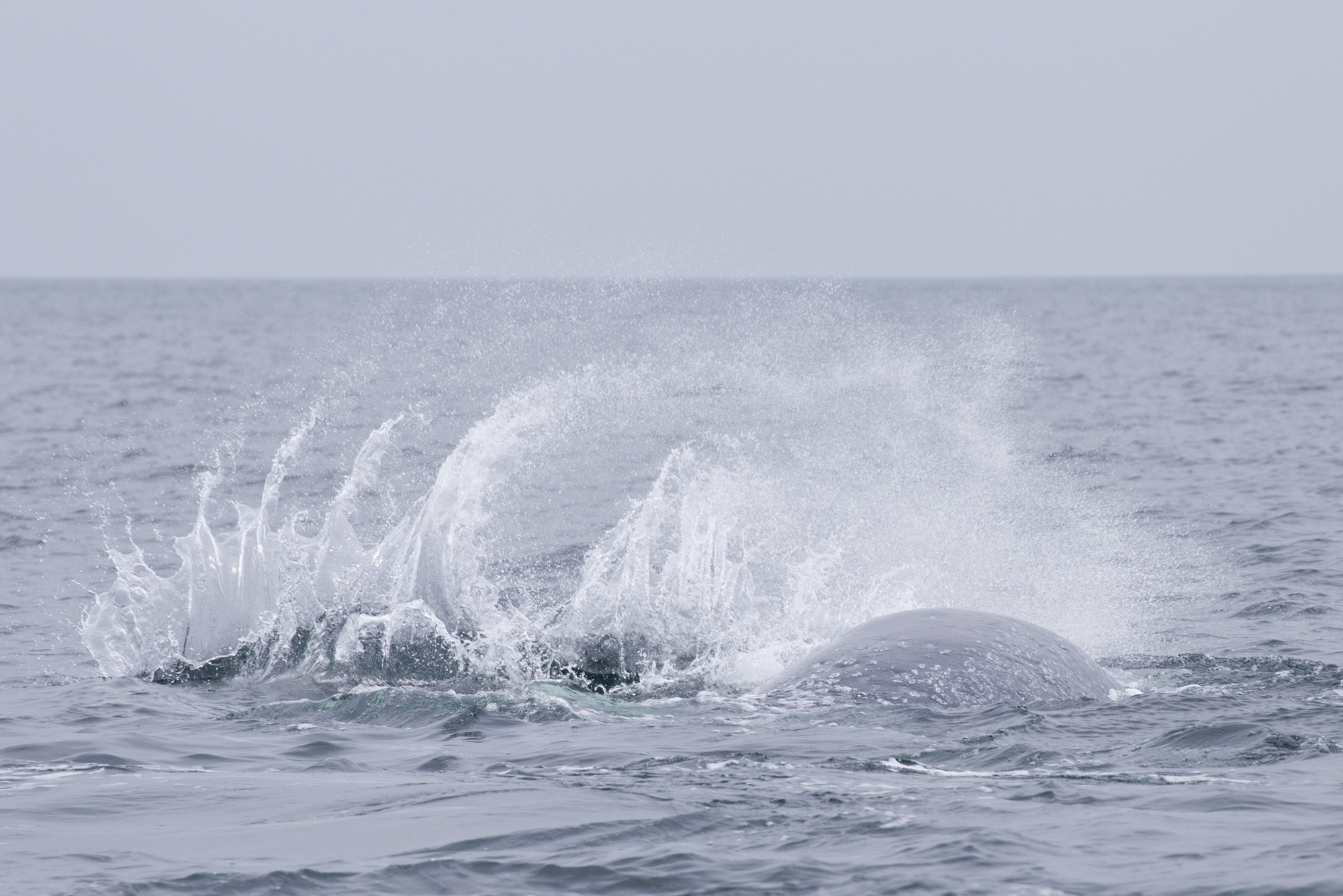 Gabon - Baie Port-Gentil - Baleines - www.paperboat.fr