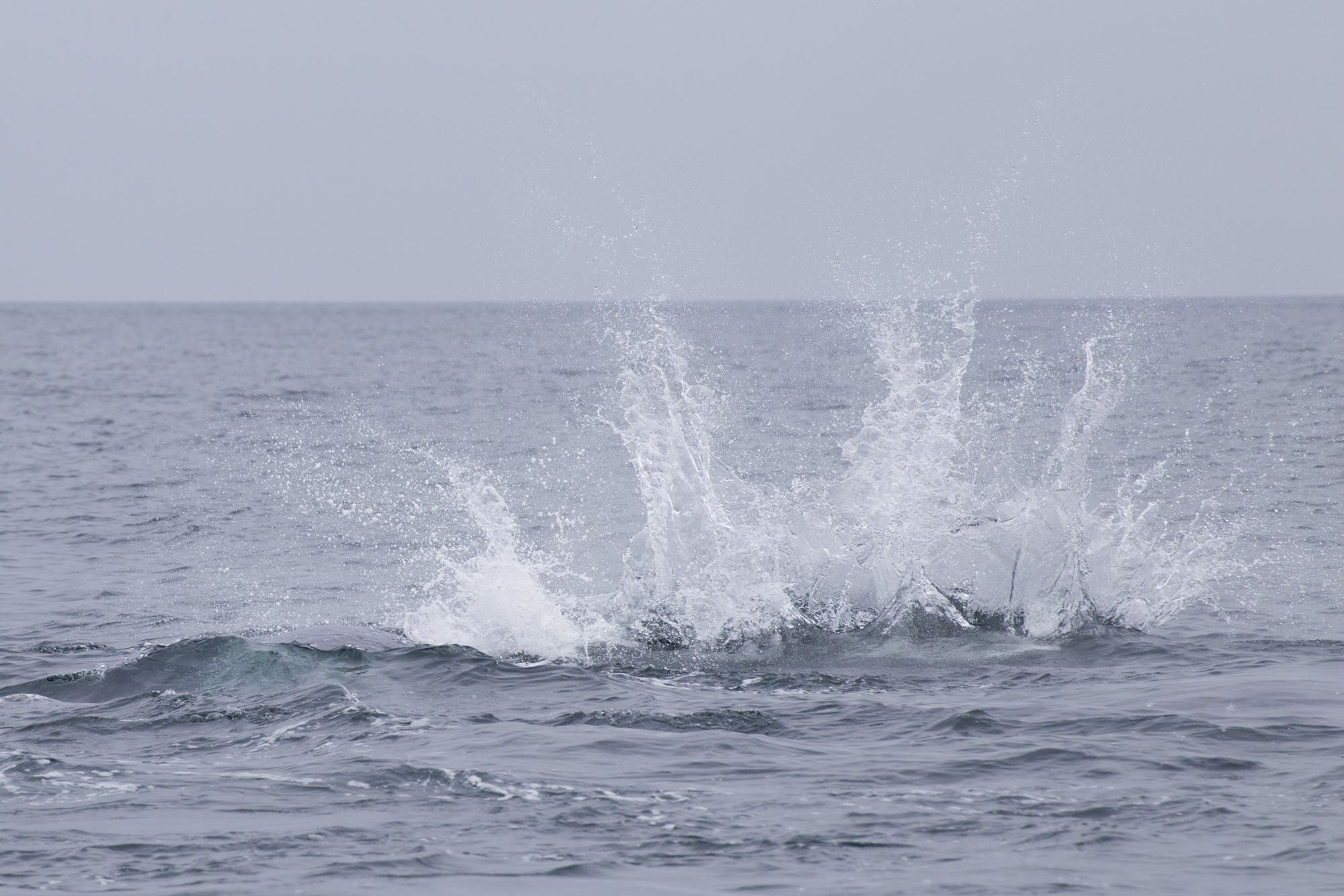 Gabon - Baie Port-Gentil - Baleines - www.paperboat.fr