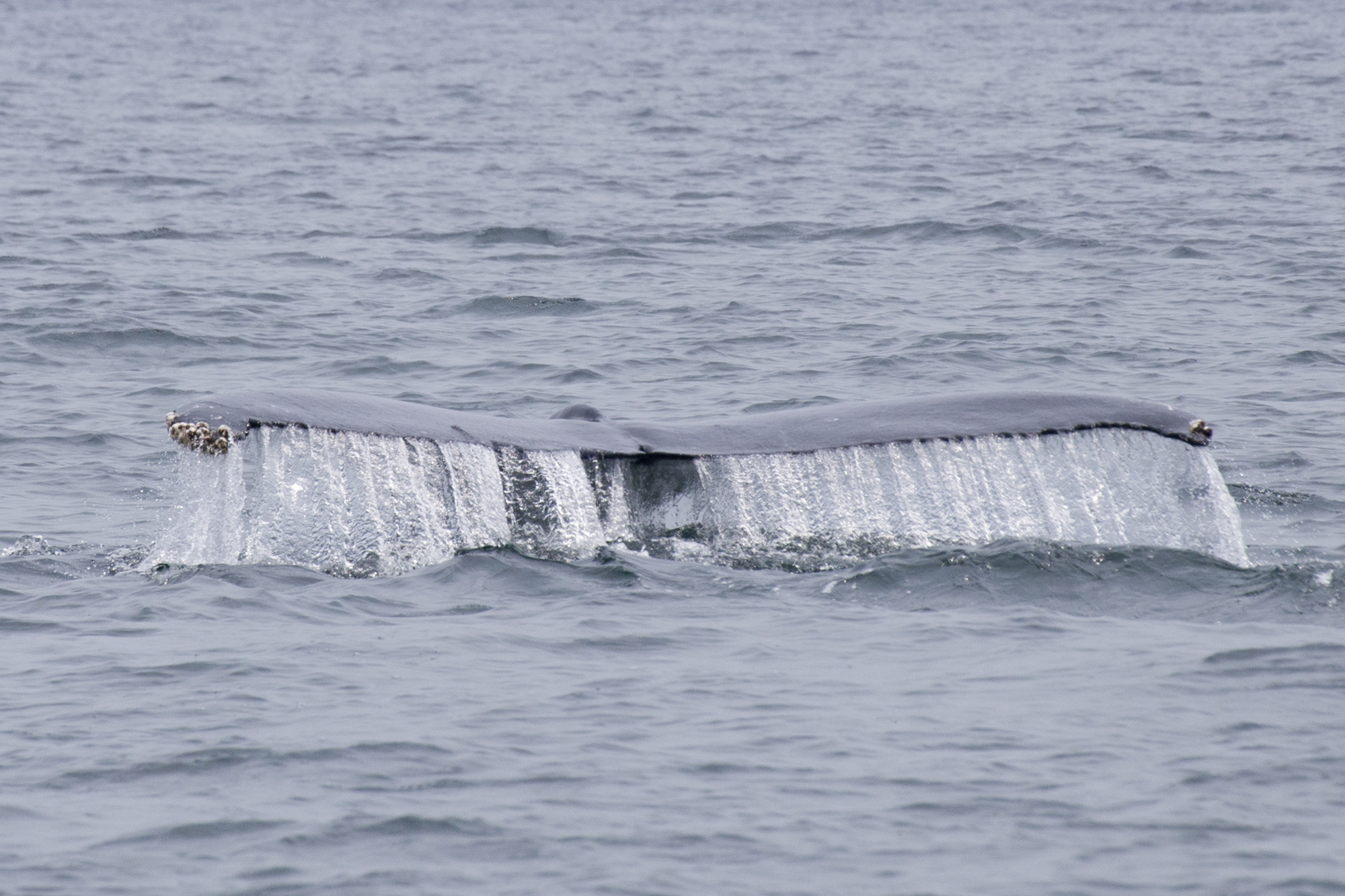 Gabon - Baie Port-Gentil - Baleines - www.paperboat.fr