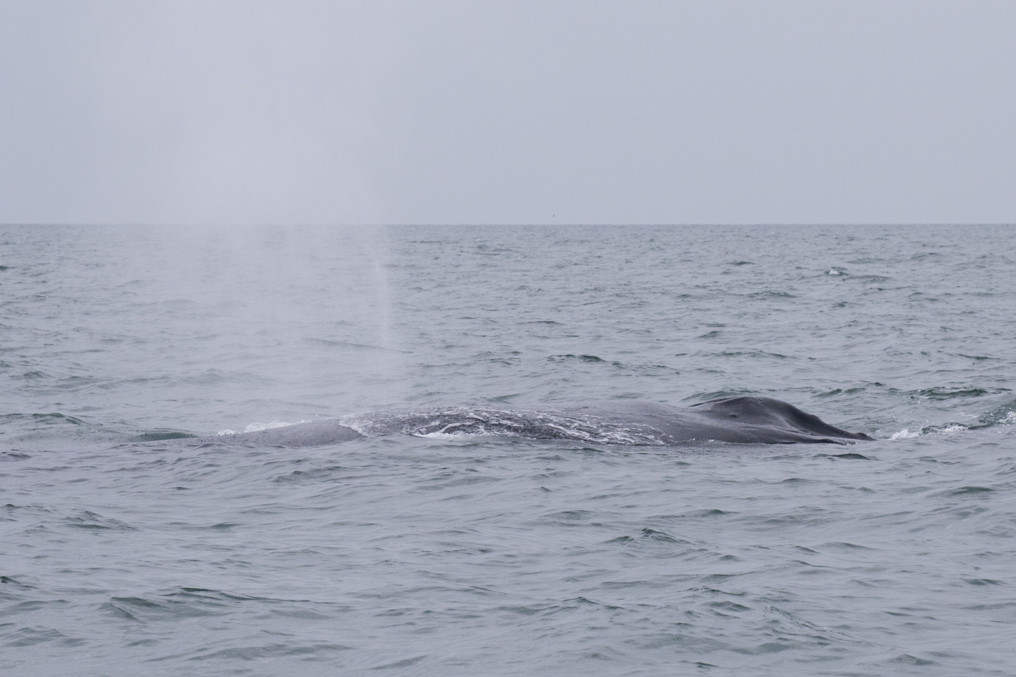 Gabon - Baie Port-Gentil - Baleines - www.paperboat.fr