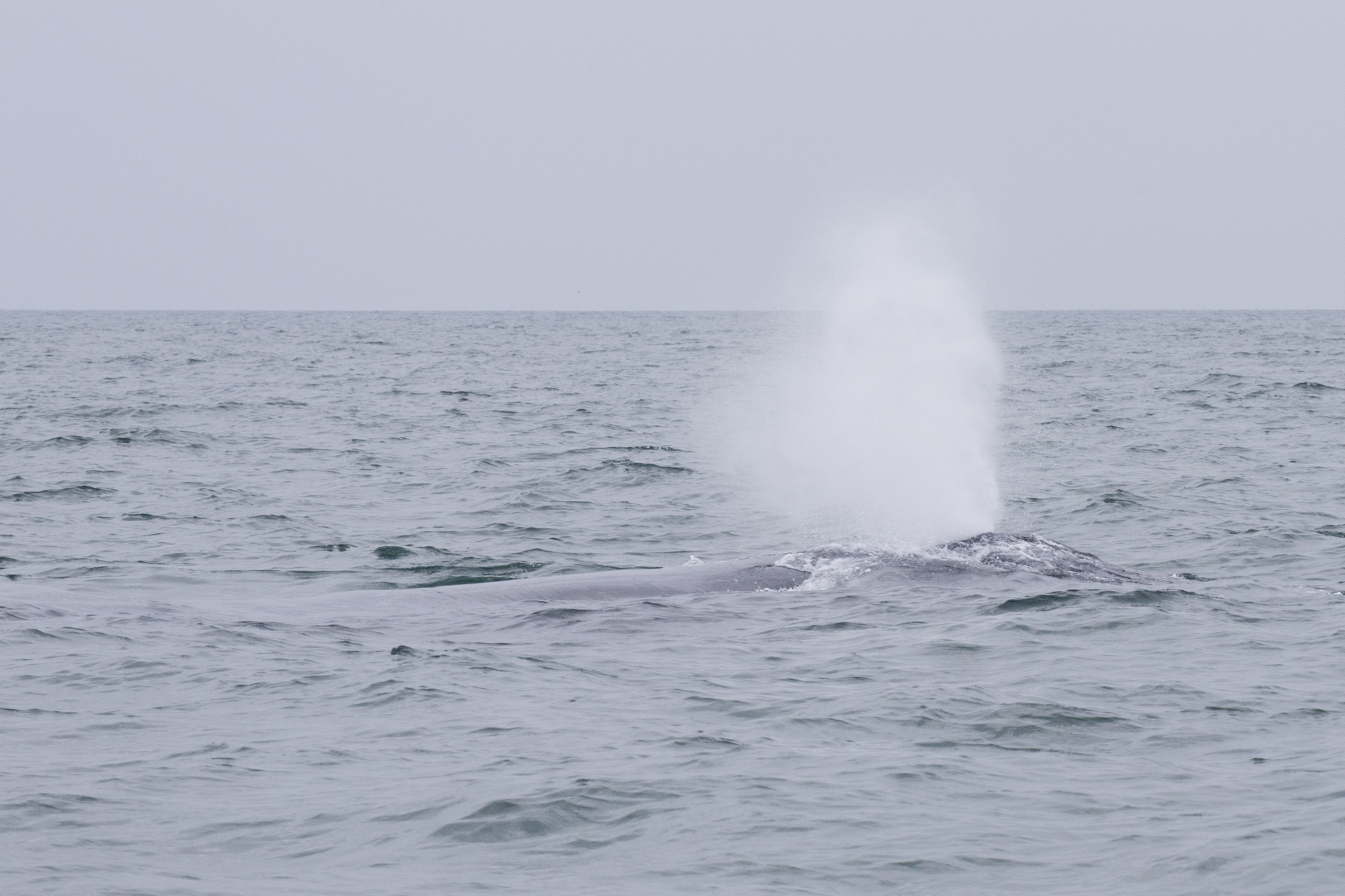 Gabon - Baie Port-Gentil - Baleines - www.paperboat.fr