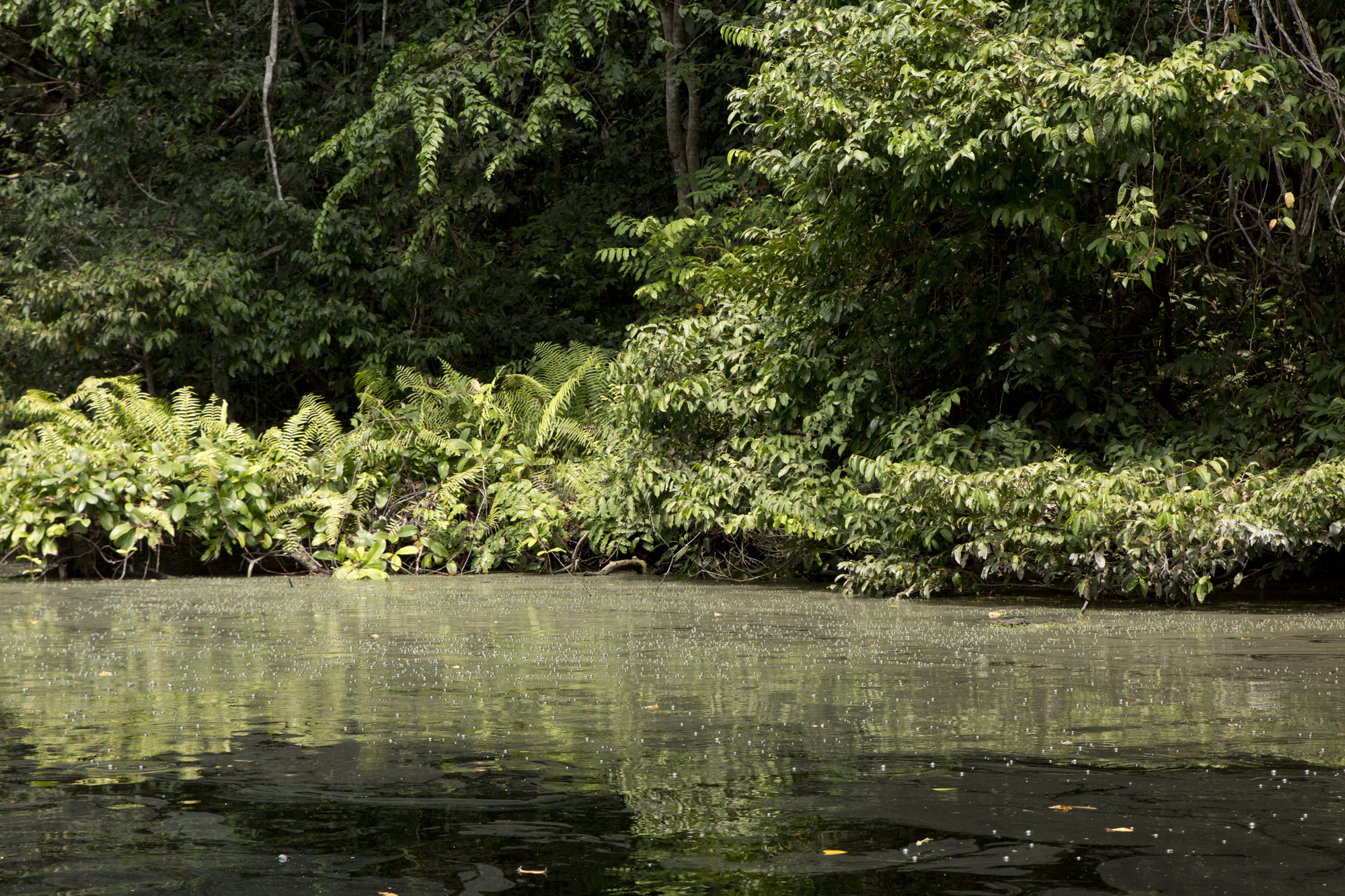 Gabon - Rivière Mpivie - www.paperboat.fr