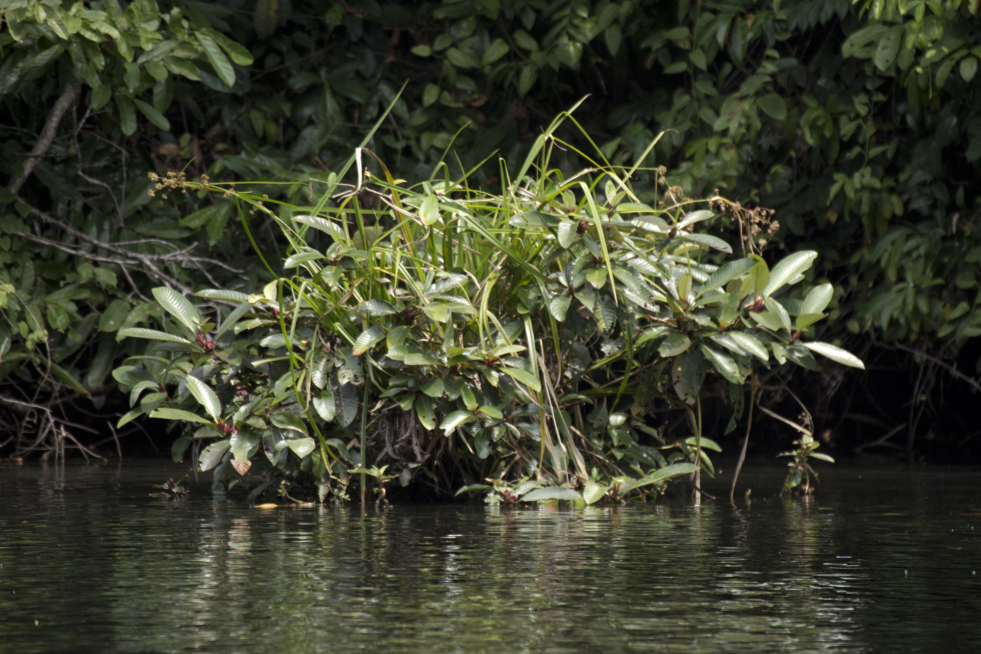 Gabon - Rivière Mpivie - www.paperboat.fr