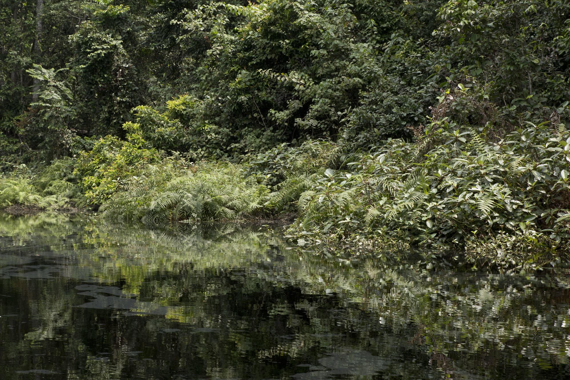 Gabon - Rivière Mpivie - www.paperboat.fr