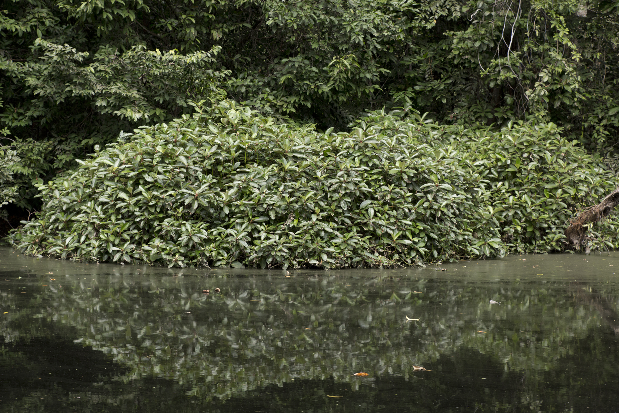 Gabon - Rivière Mpivie - www.paperboat.fr