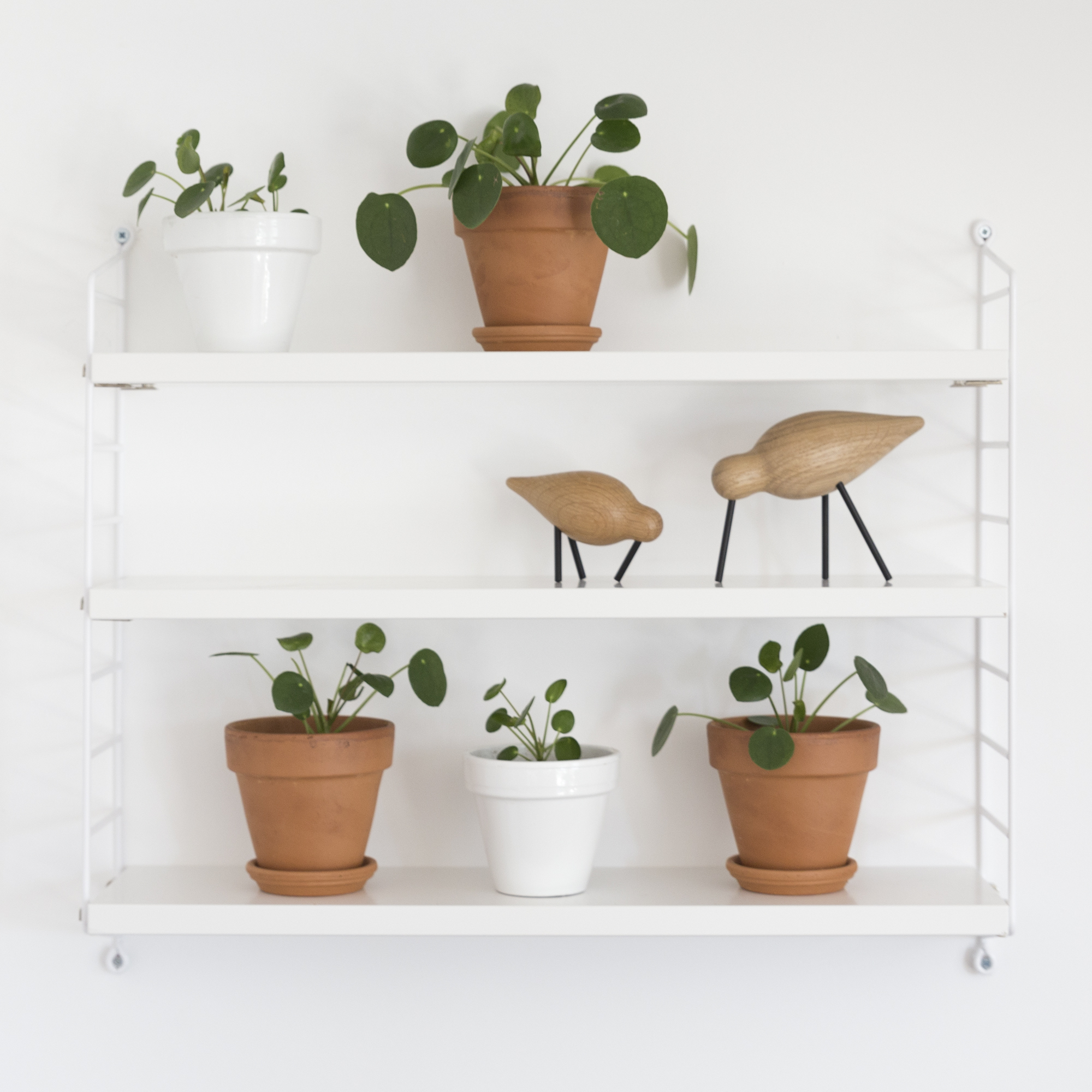 DIY - Boutures Pilea - www.paperboat.fr