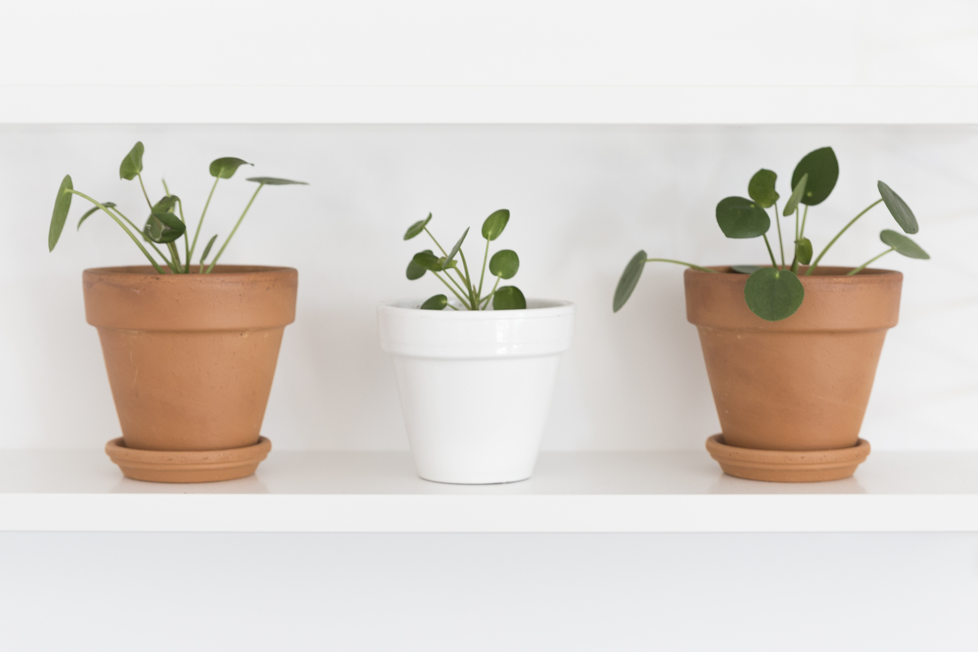 DIY - Boutures Pilea - www.paperboat.fr