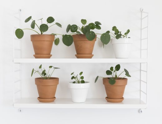 DIY - Boutures Pilea - www.paperboat.fr