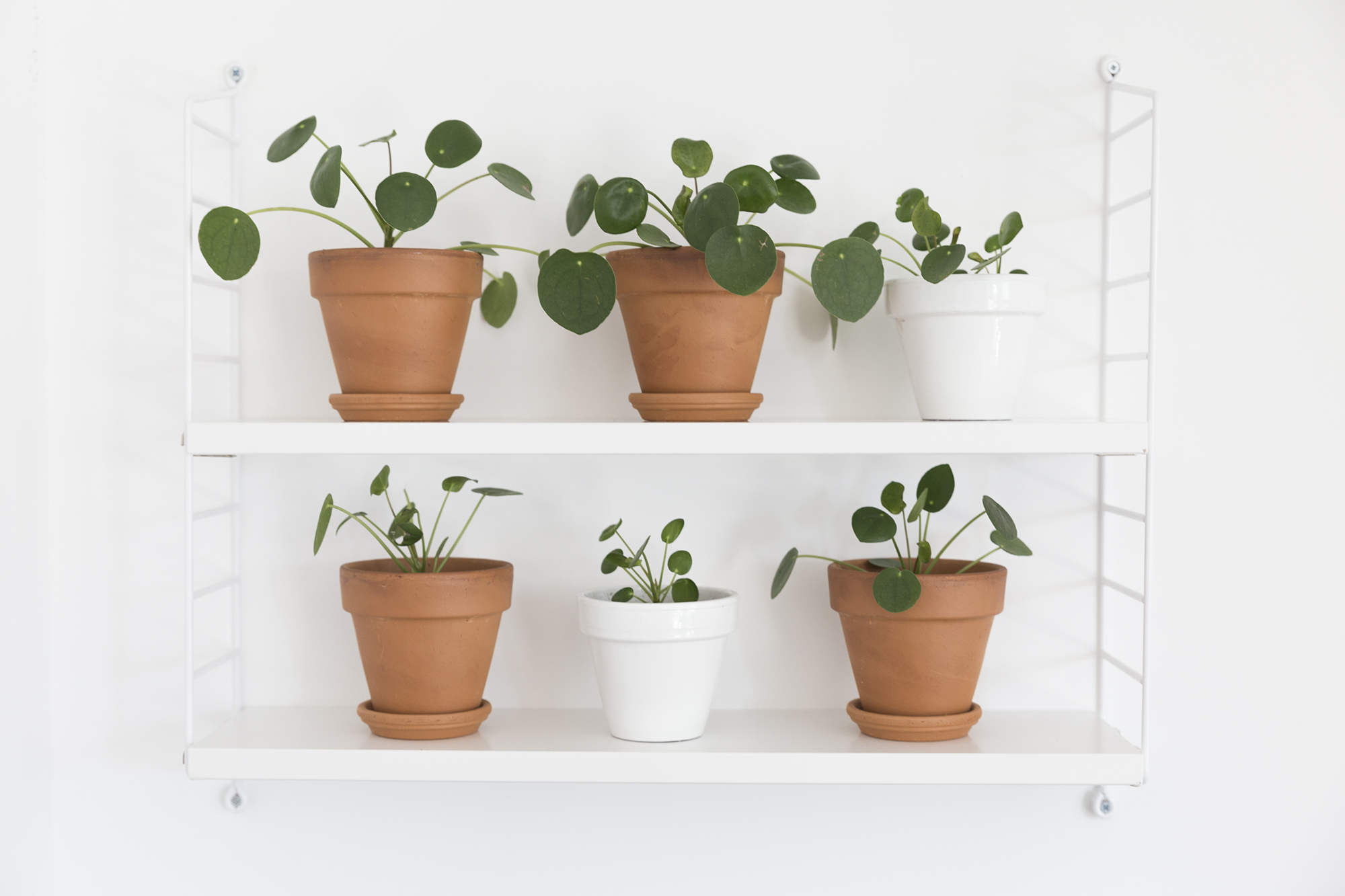 DIY - Boutures Pilea - www.paperboat.fr