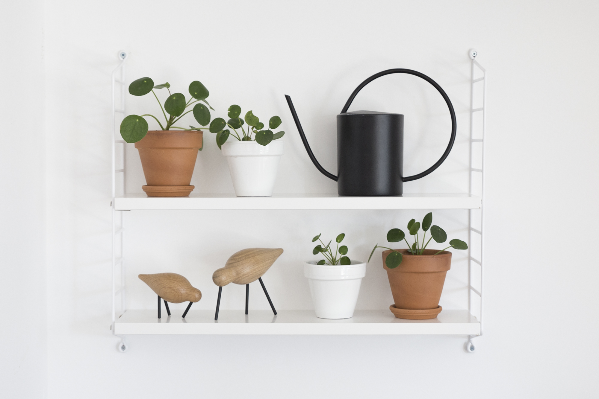DIY - Boutures Pilea - www.paperboat.fr
