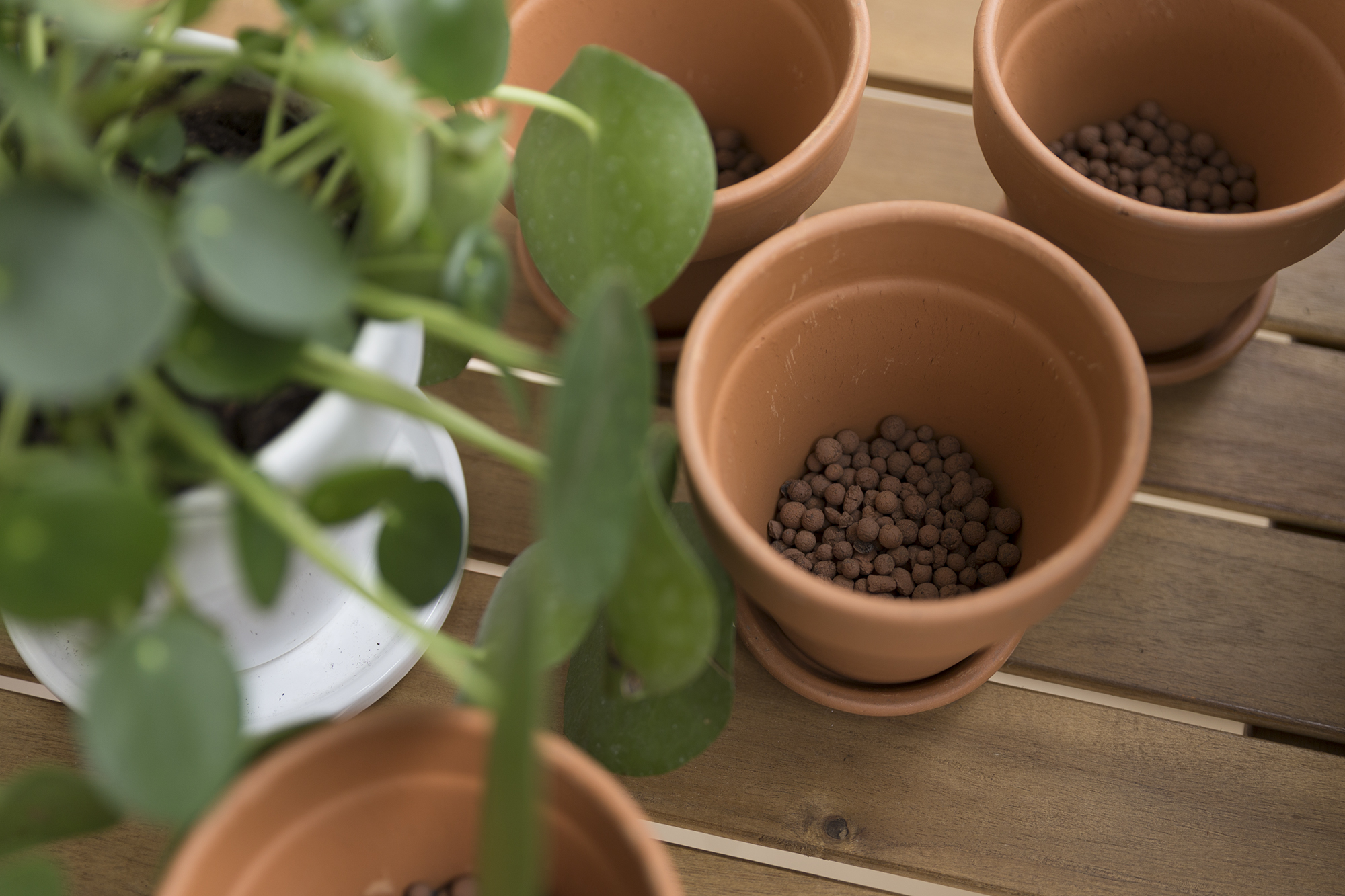 DIY - Boutures Pilea - www.paperboat.fr
