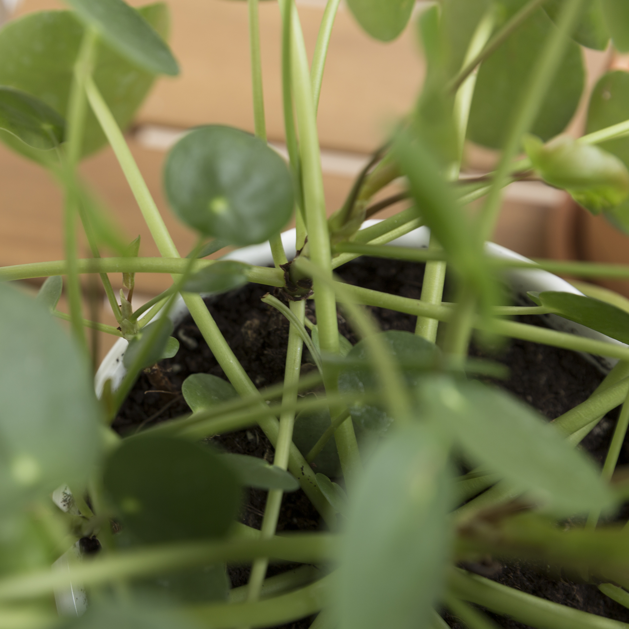 DIY - Boutures Pilea - www.paperboat.fr