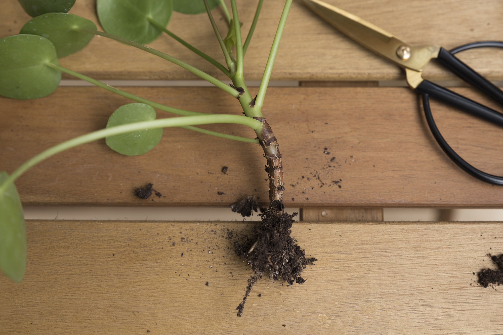 DIY - Boutures Pilea - www.paperboat.fr