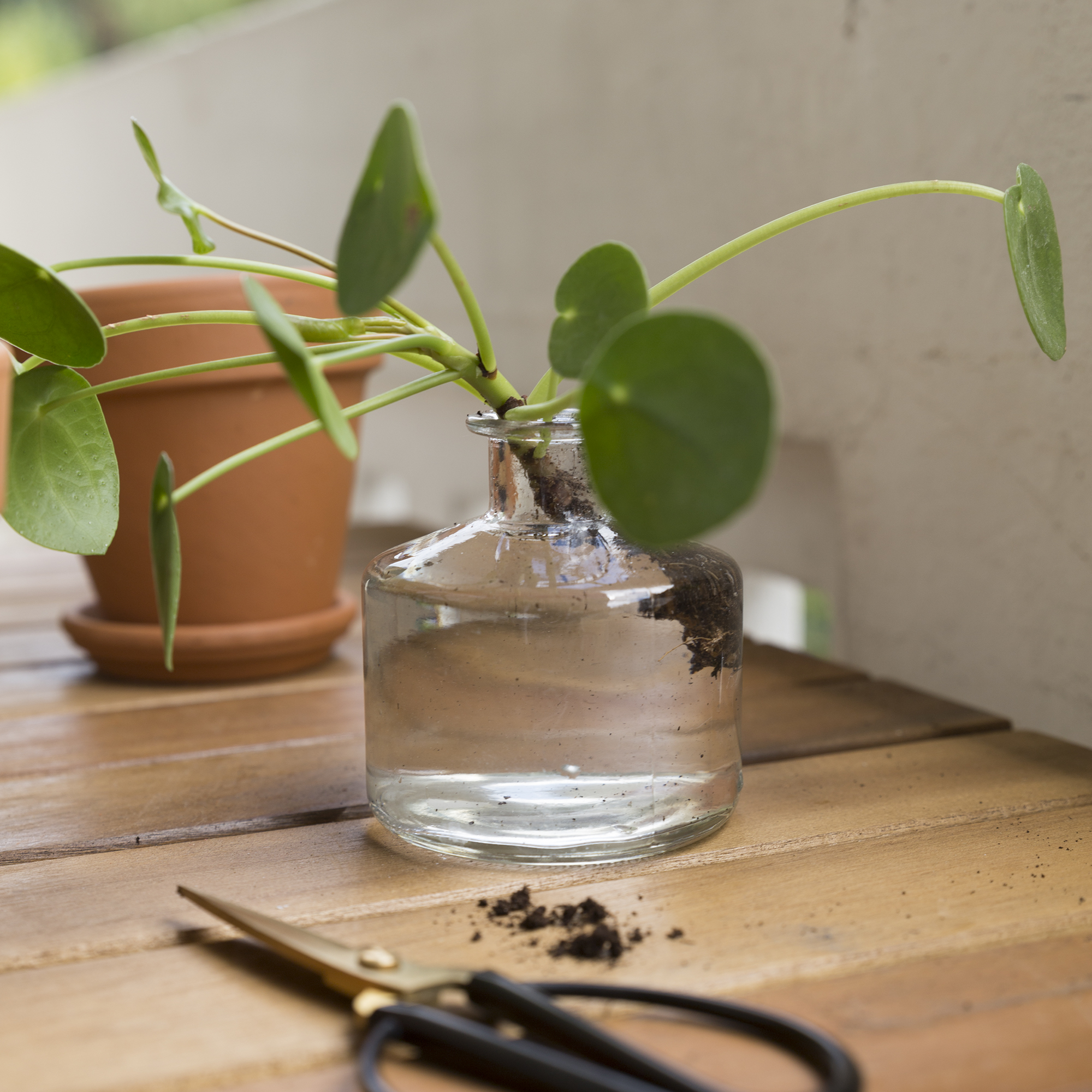 DIY - Boutures Pilea - www.paperboat.fr
