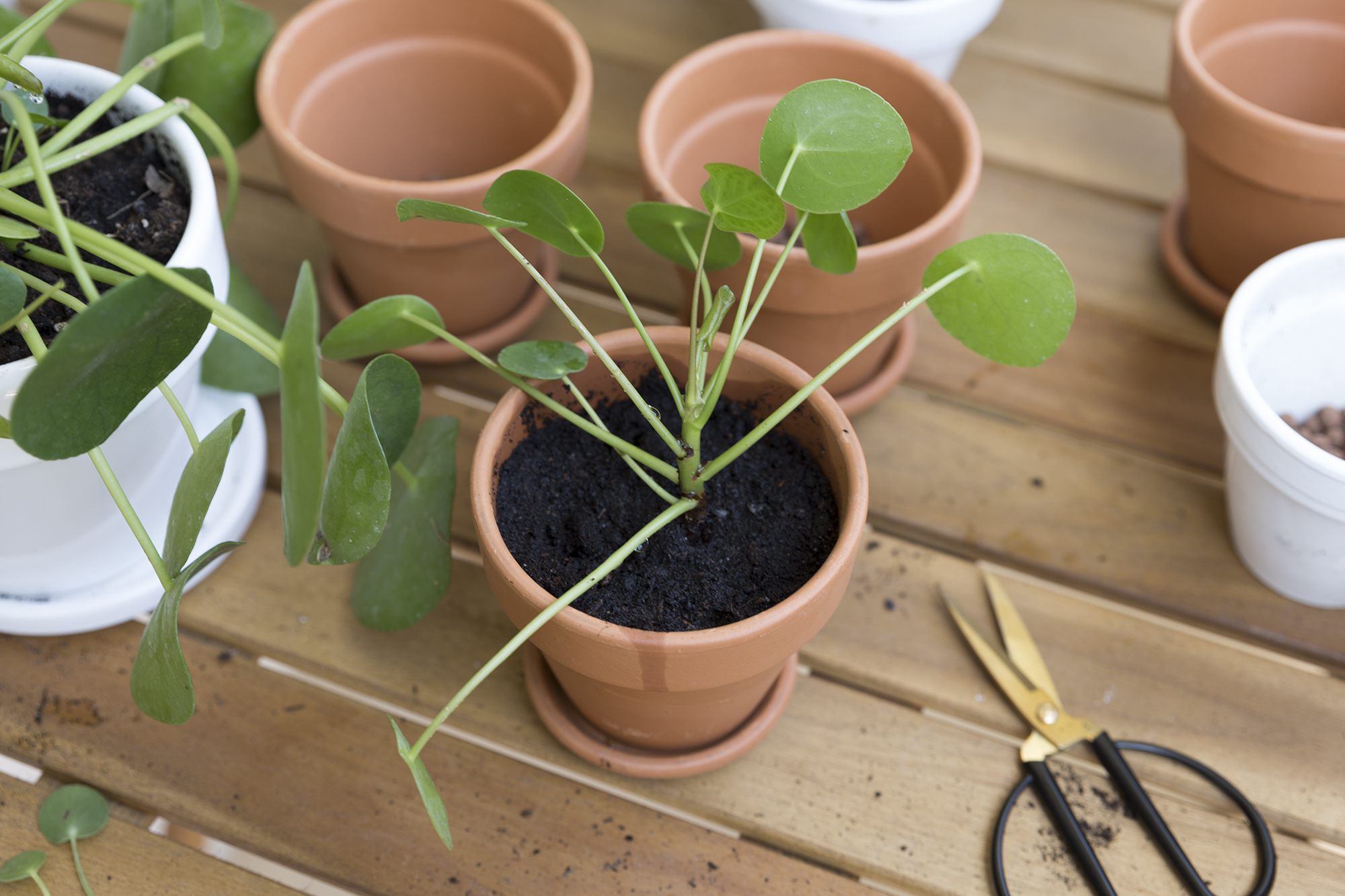 DIY - Boutures Pilea - www.paperboat.fr