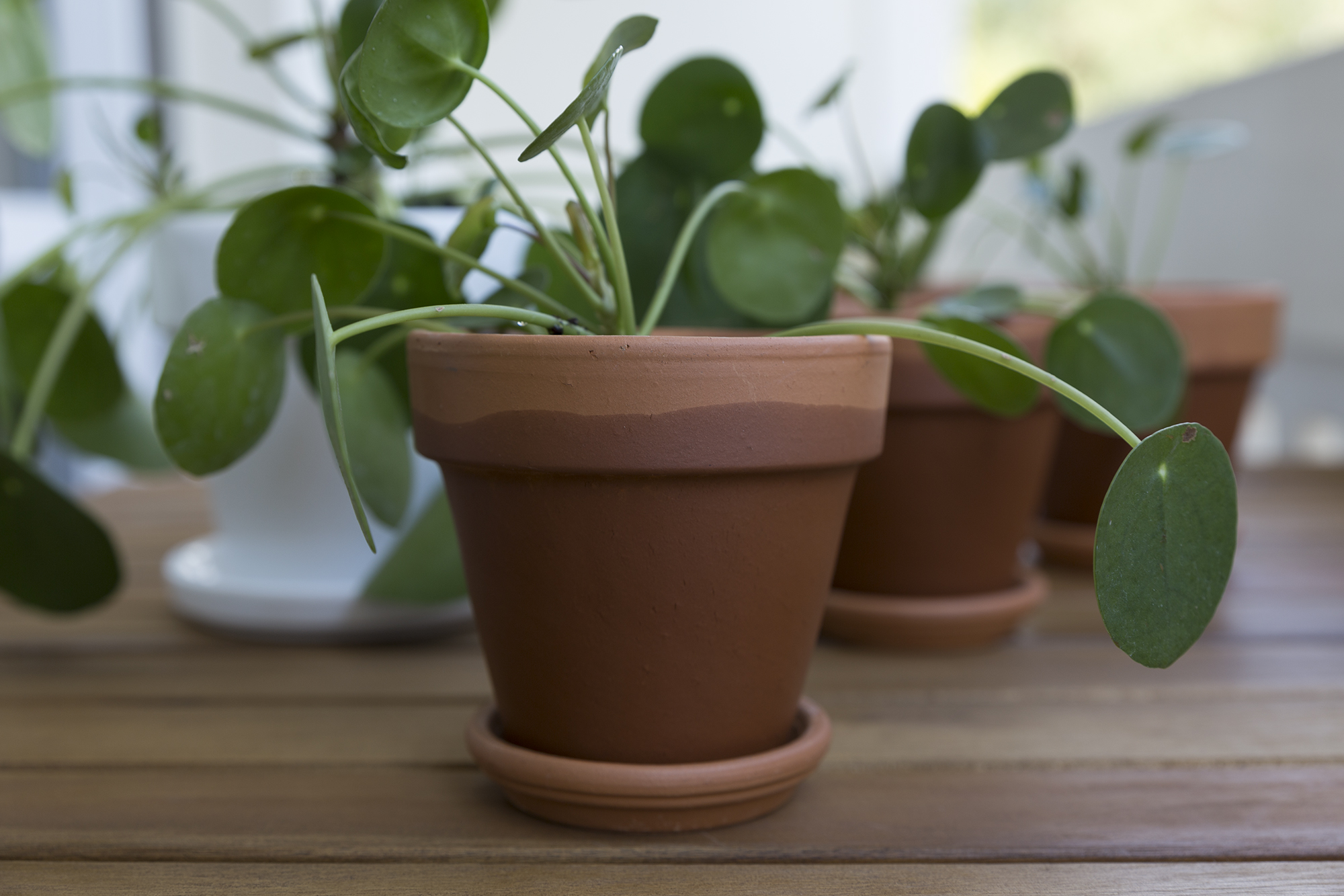 DIY - Boutures Pilea - www.paperboat.fr