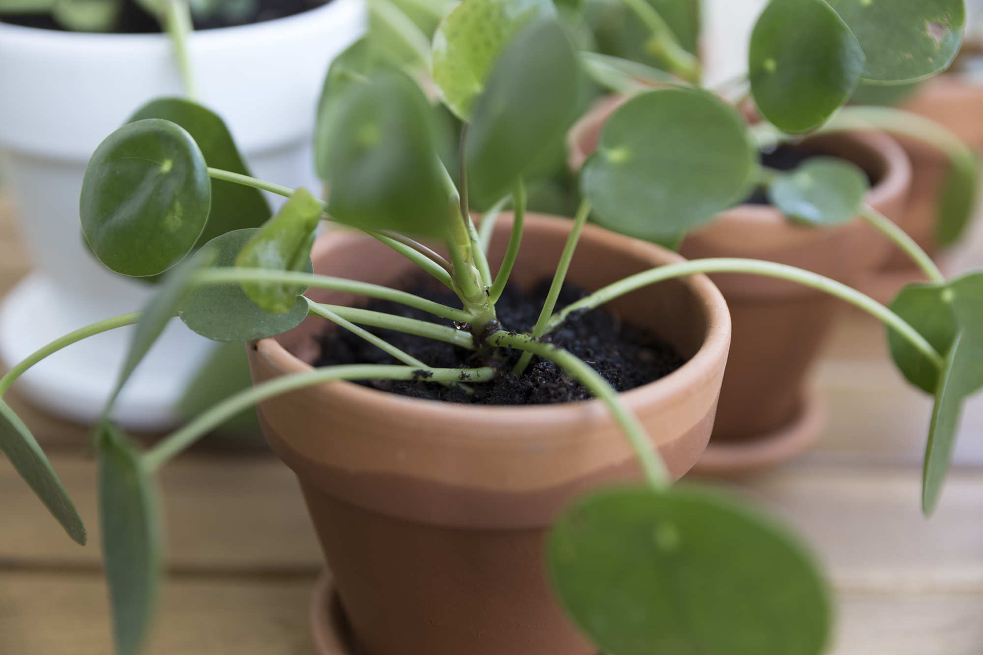 DIY - Boutures Pilea - www.paperboat.fr