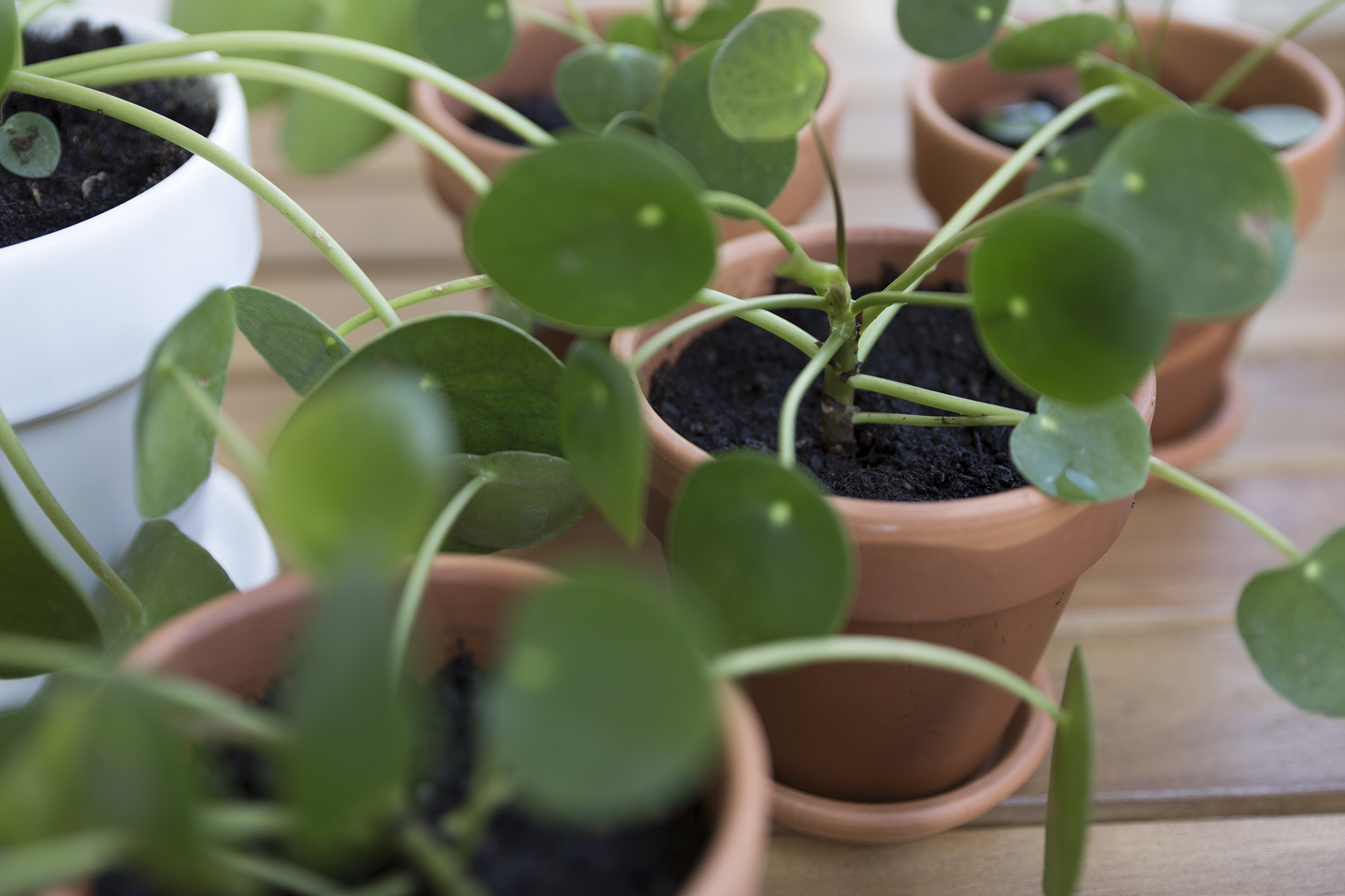 DIY - Boutures Pilea - www.paperboat.fr