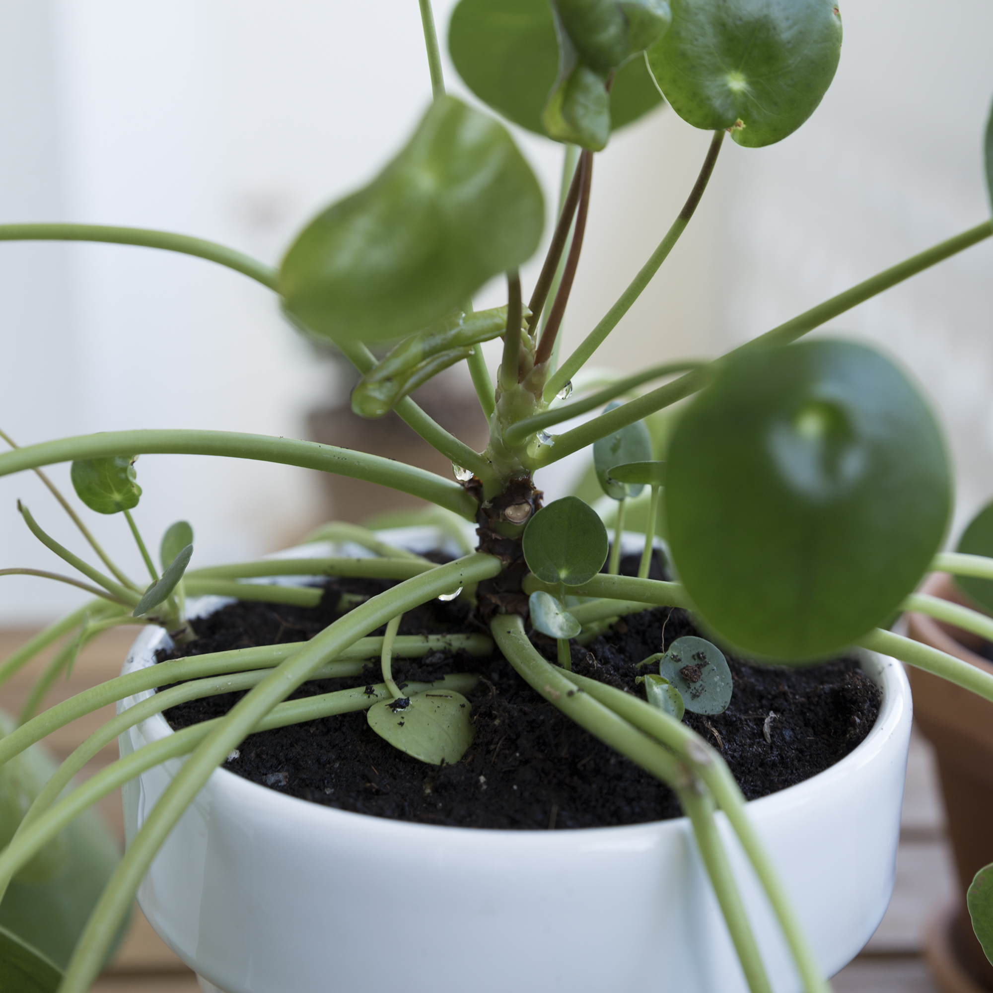 DIY - Boutures Pilea - www.paperboat.fr