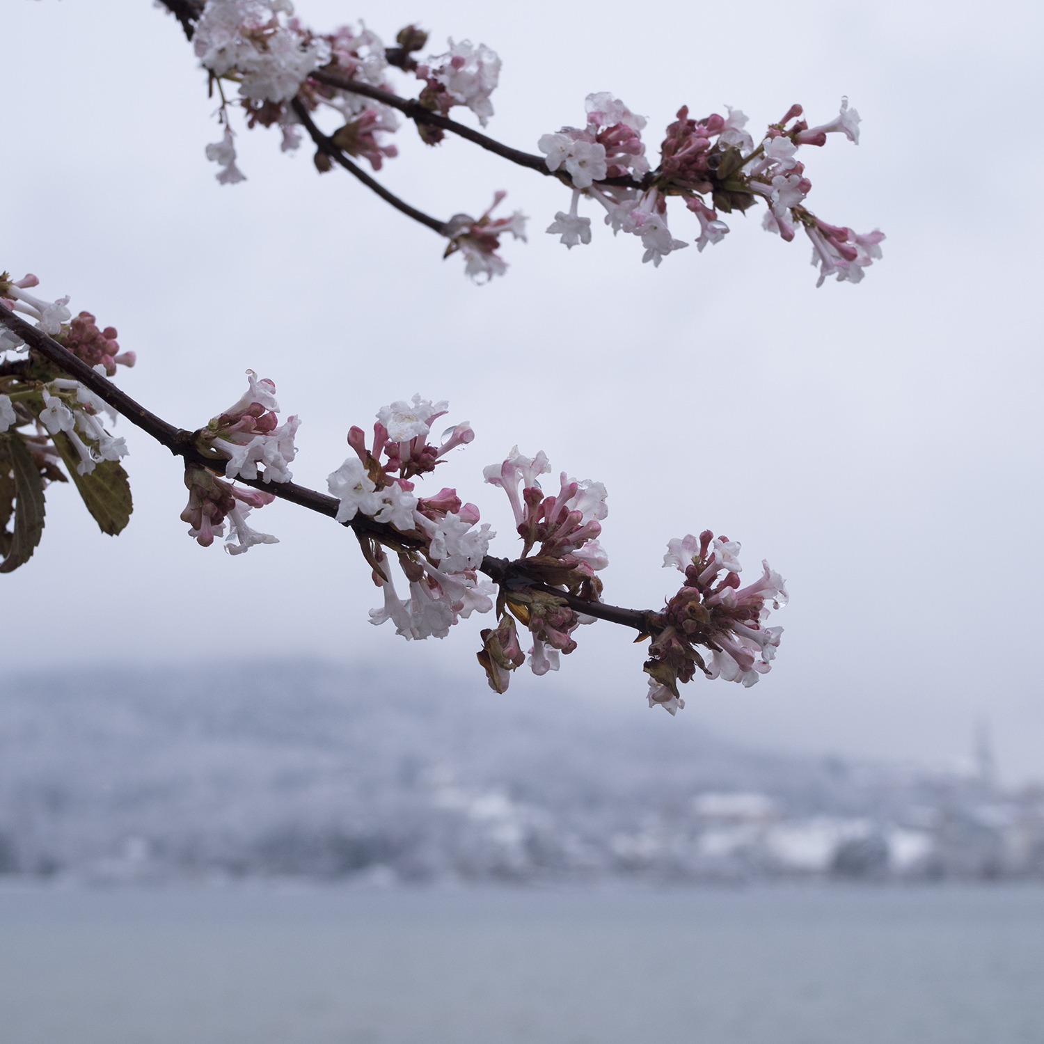 La neige à Annecy - www.paperboat.fr