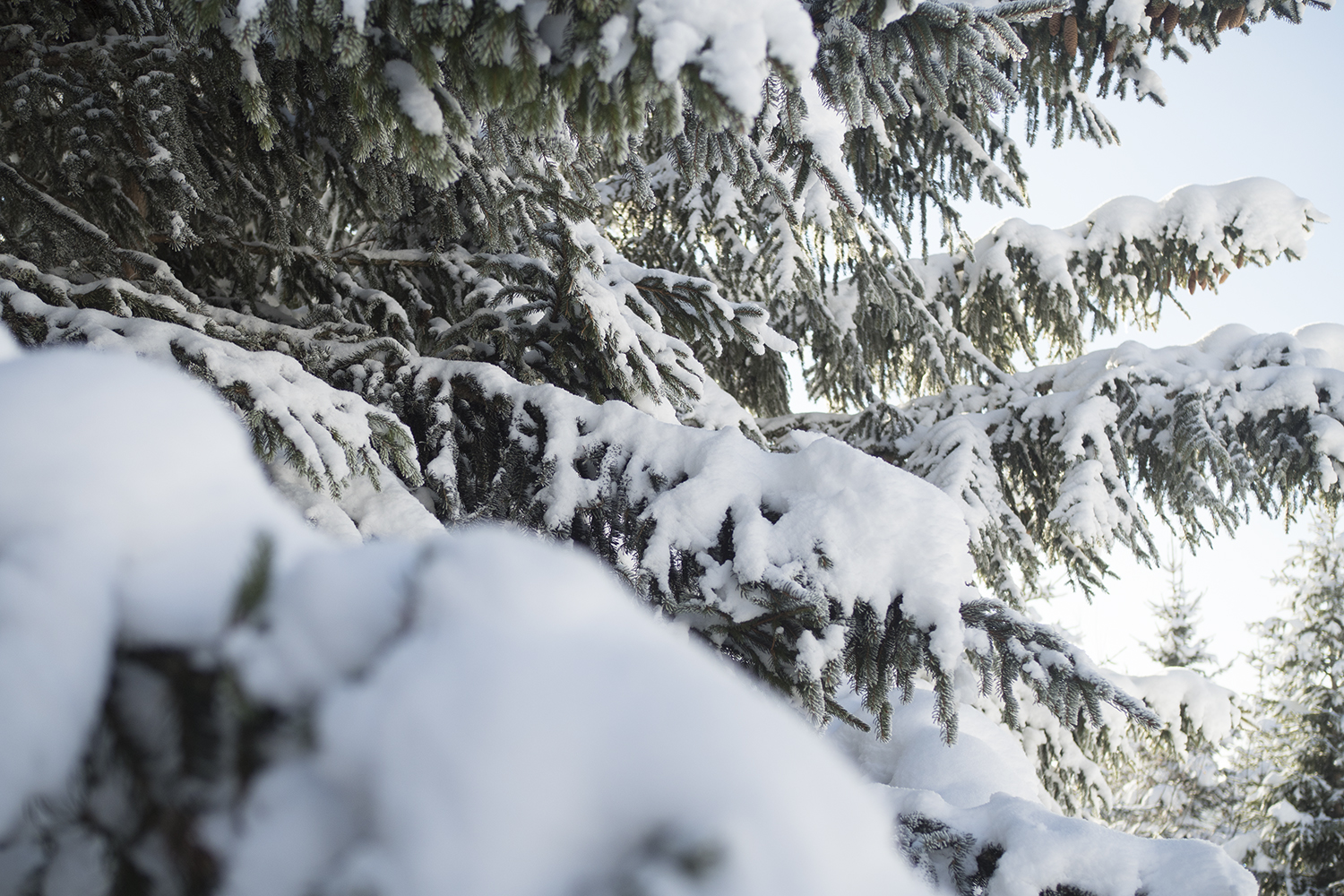 Randonnée Tête du Danay dans la neige - www.paperboat.fr