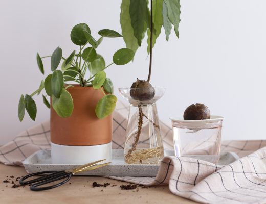 Faire pousser en intérieur - www.paperboat.fr