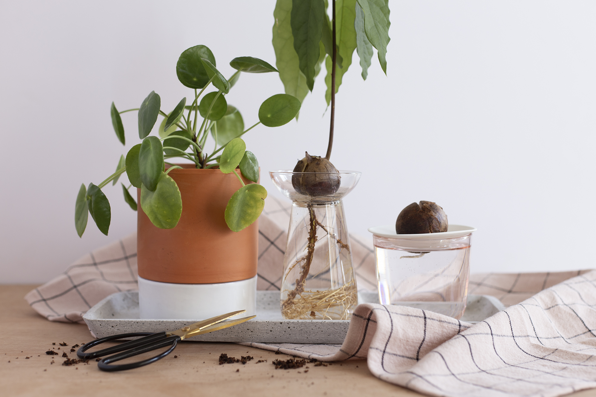 Faire pousser en intérieur - www.paperboat.fr