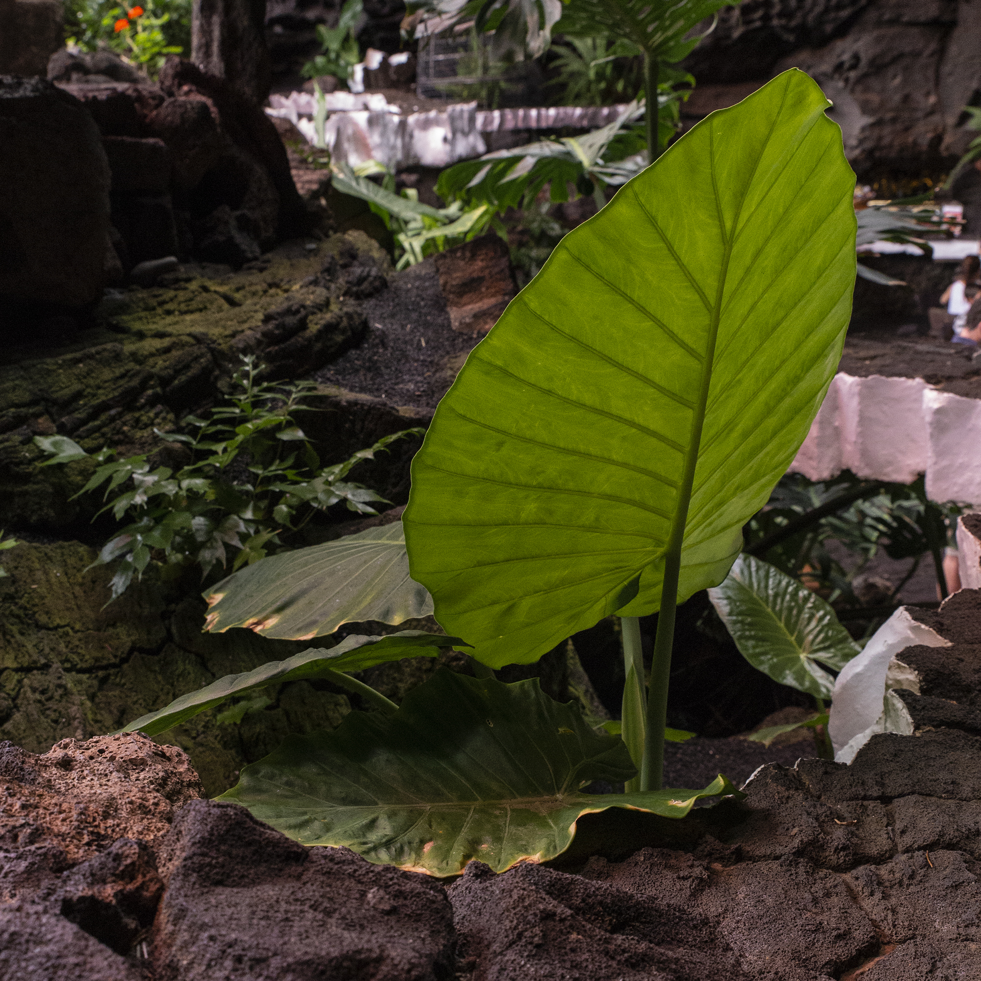 une semaine à Lanzarote - www.paperboat.fr