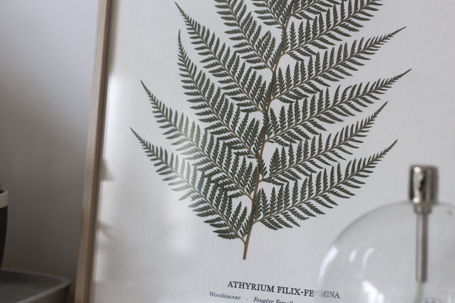 herbarium - www.paperboat.fr